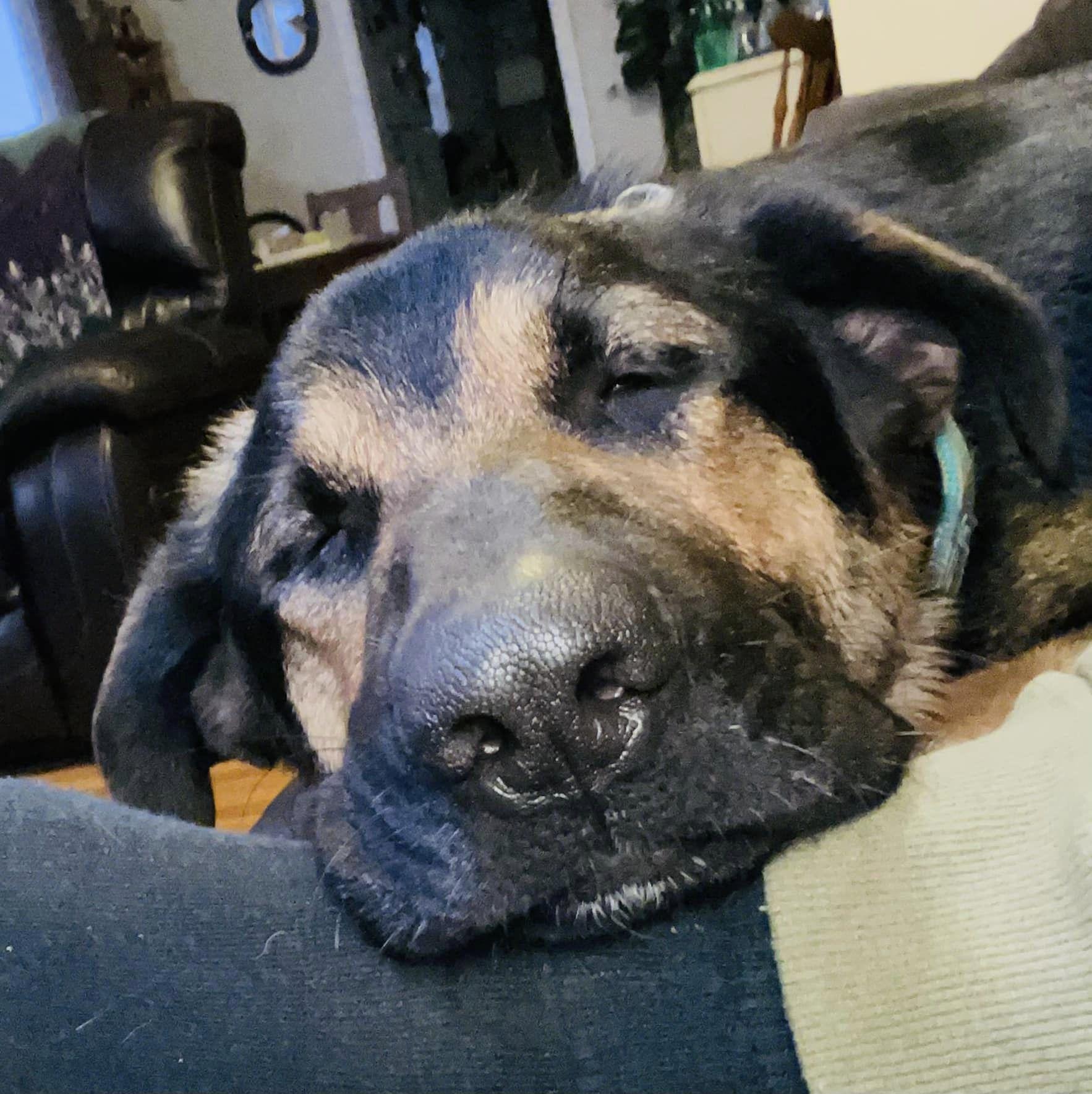 Enlarge Arcadia, a Adoptable German Shepherd Dog in West Richland, WA image 3/6