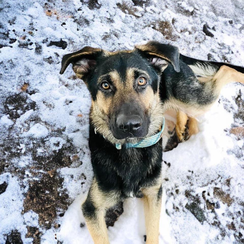 Enlarge Arcadia, a Adoptable German Shepherd Dog in West Richland, WA image 4/6