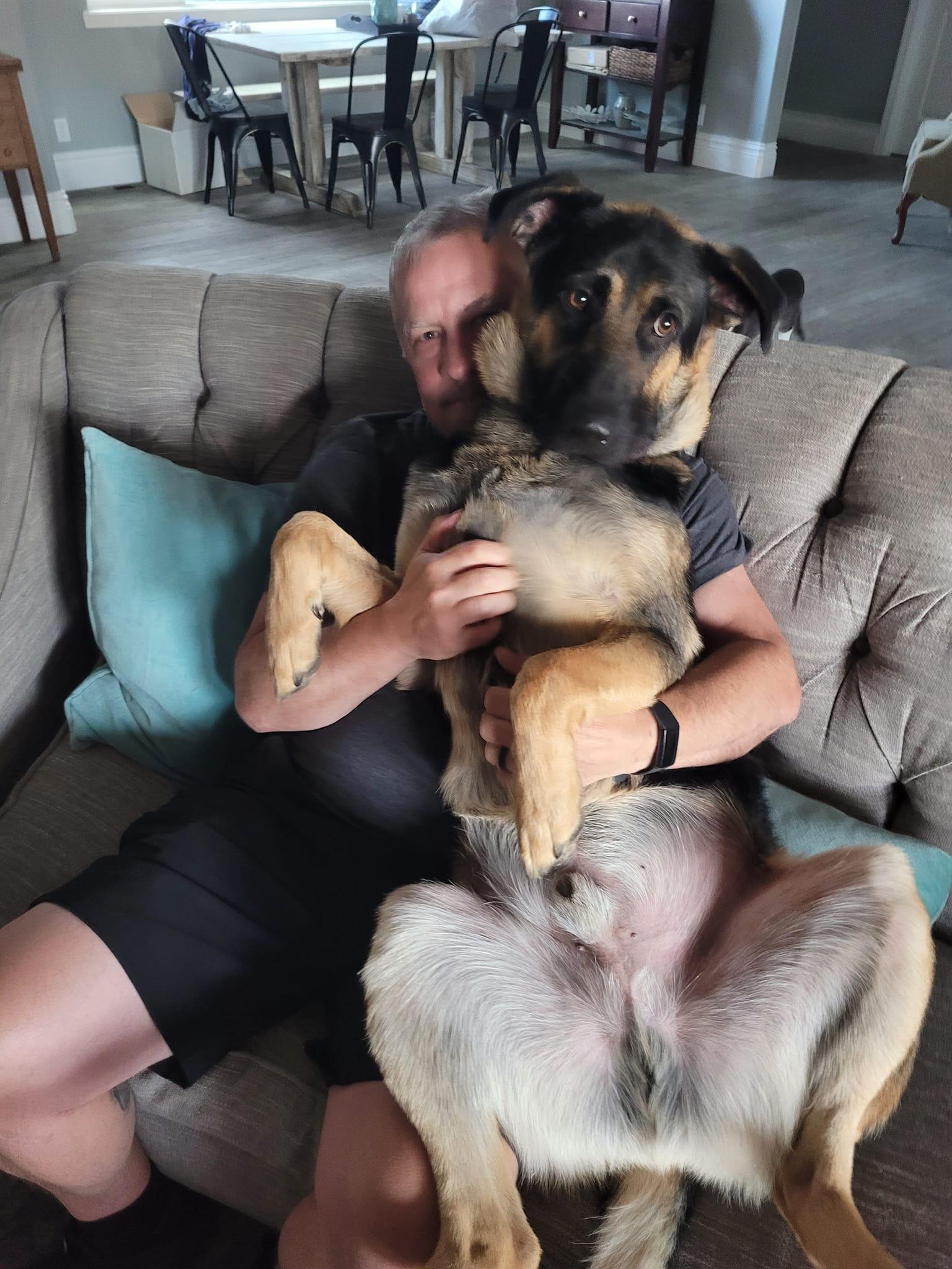 Enlarge Arcadia, a Adoptable German Shepherd Dog in West Richland, WA image 6/6