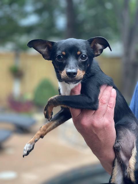 Ziggy **Foster Needed**