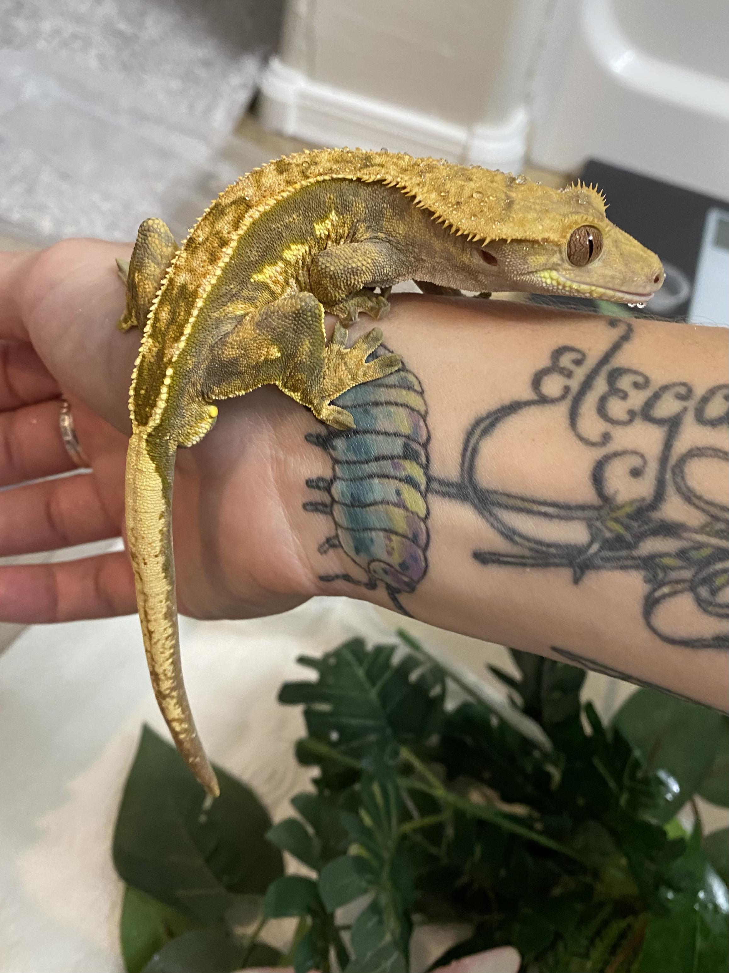 Pretzel, Adult Male unknown