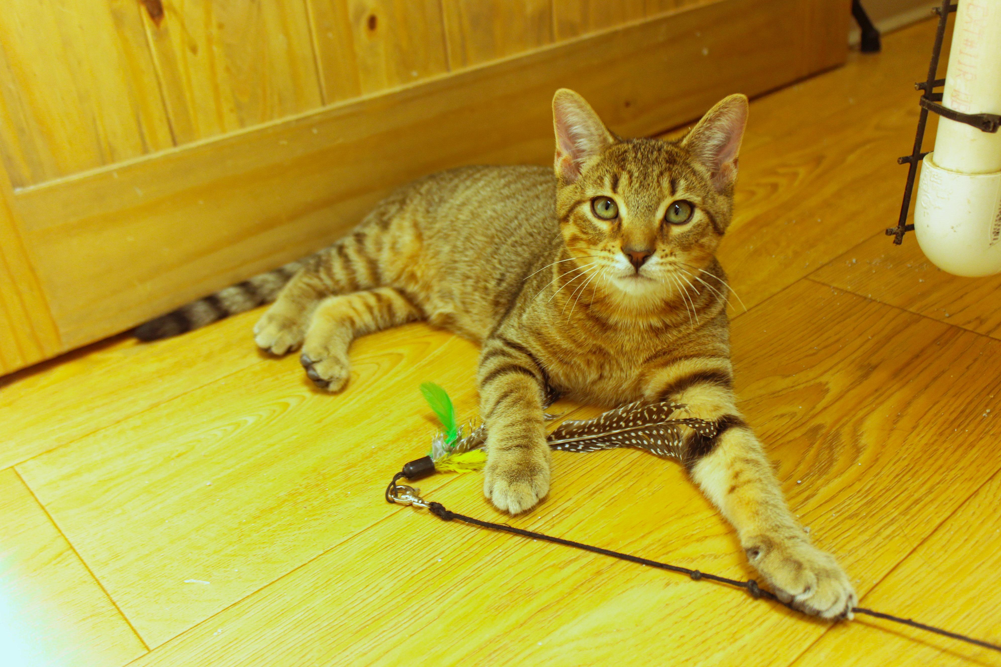 Enlarge Quake, a ADOPTABLE Domestic Short Hair in Urbana, OH image 2/6