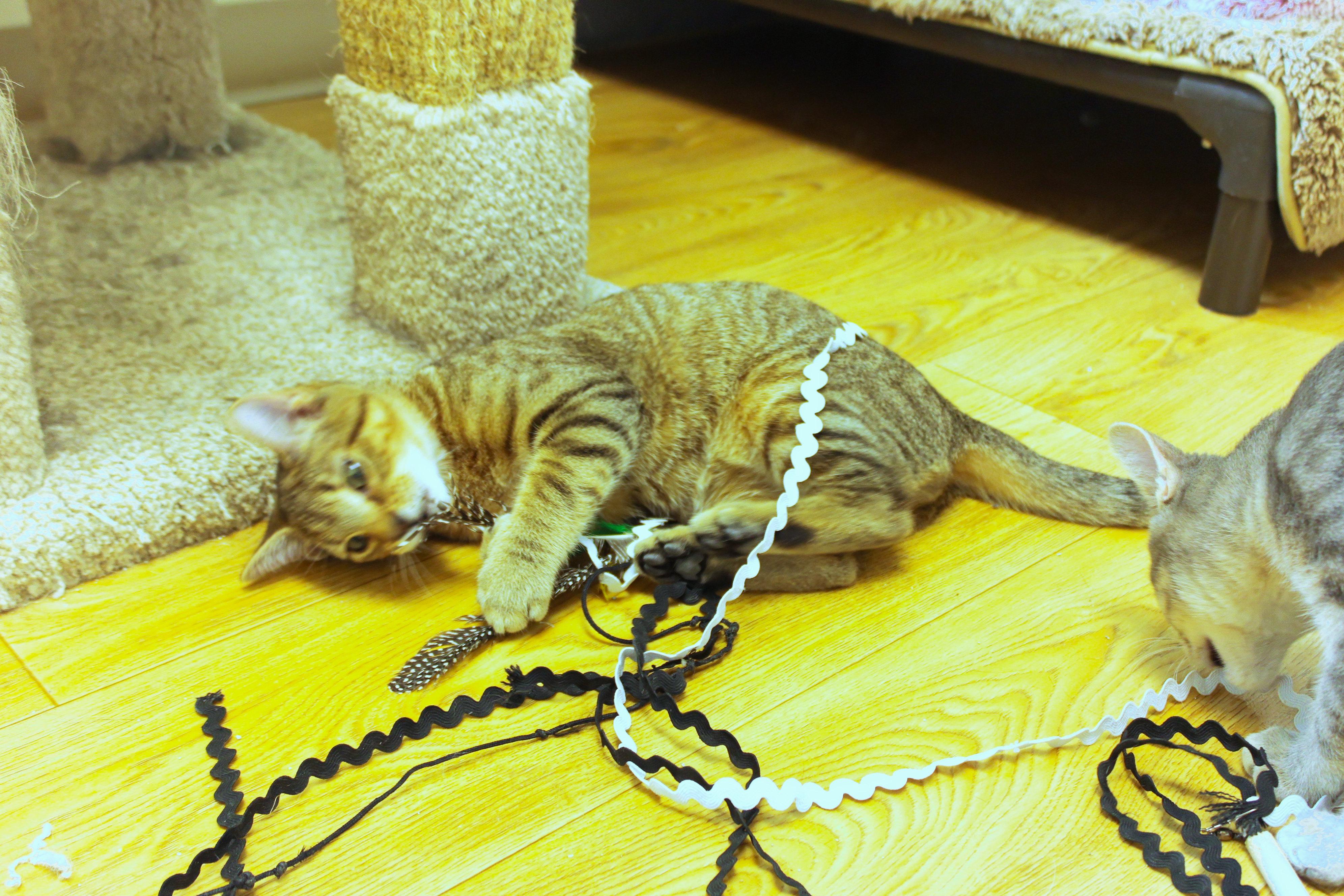 Enlarge Quake, a ADOPTABLE Domestic Short Hair in Urbana, OH image 4/6