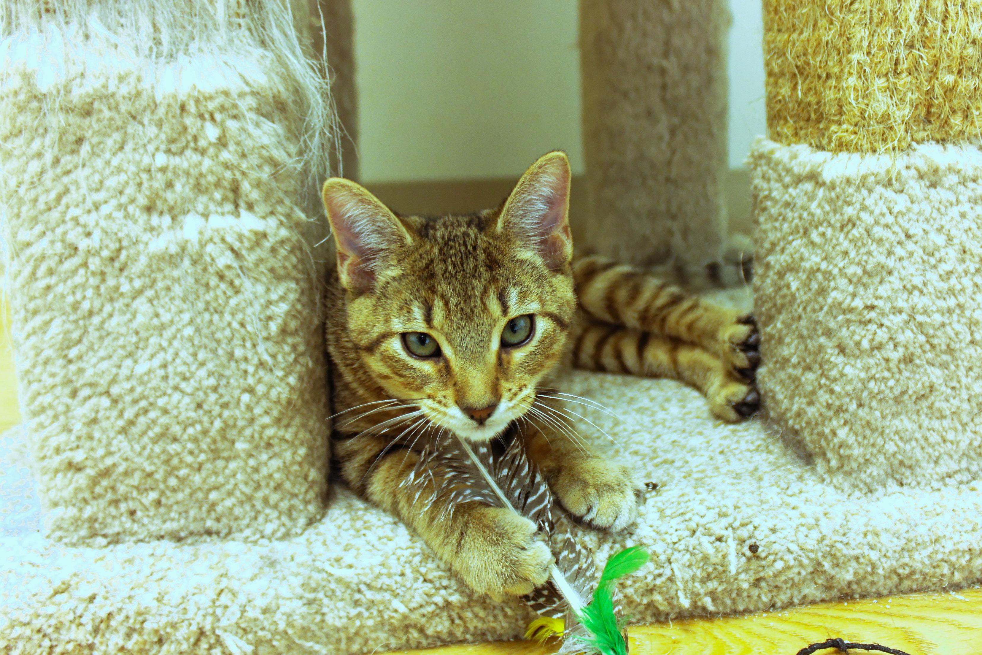 Enlarge Quake, a ADOPTABLE Domestic Short Hair in Urbana, OH image 5/6