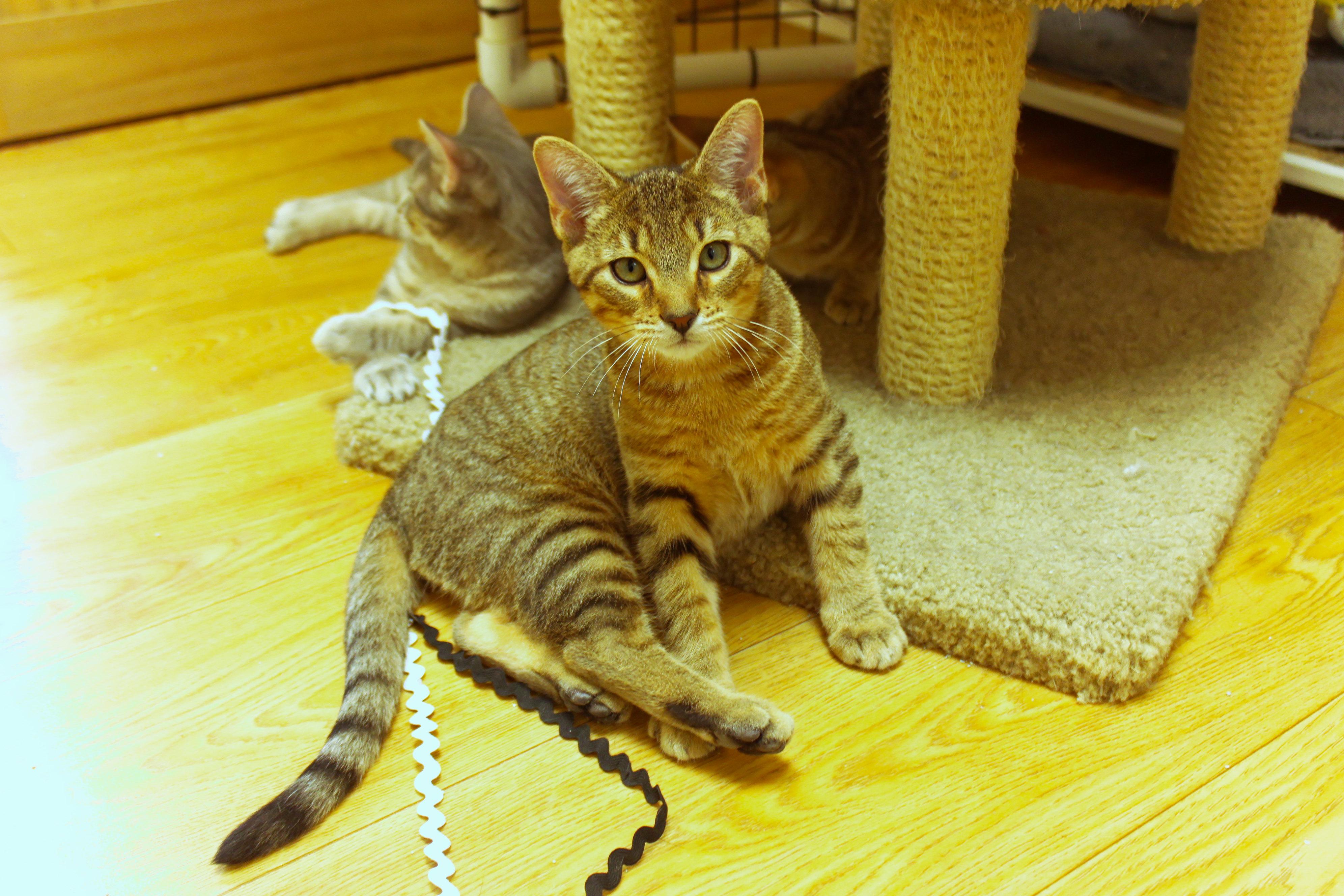 Enlarge Quake, a ADOPTABLE Domestic Short Hair in Urbana, OH image 6/6