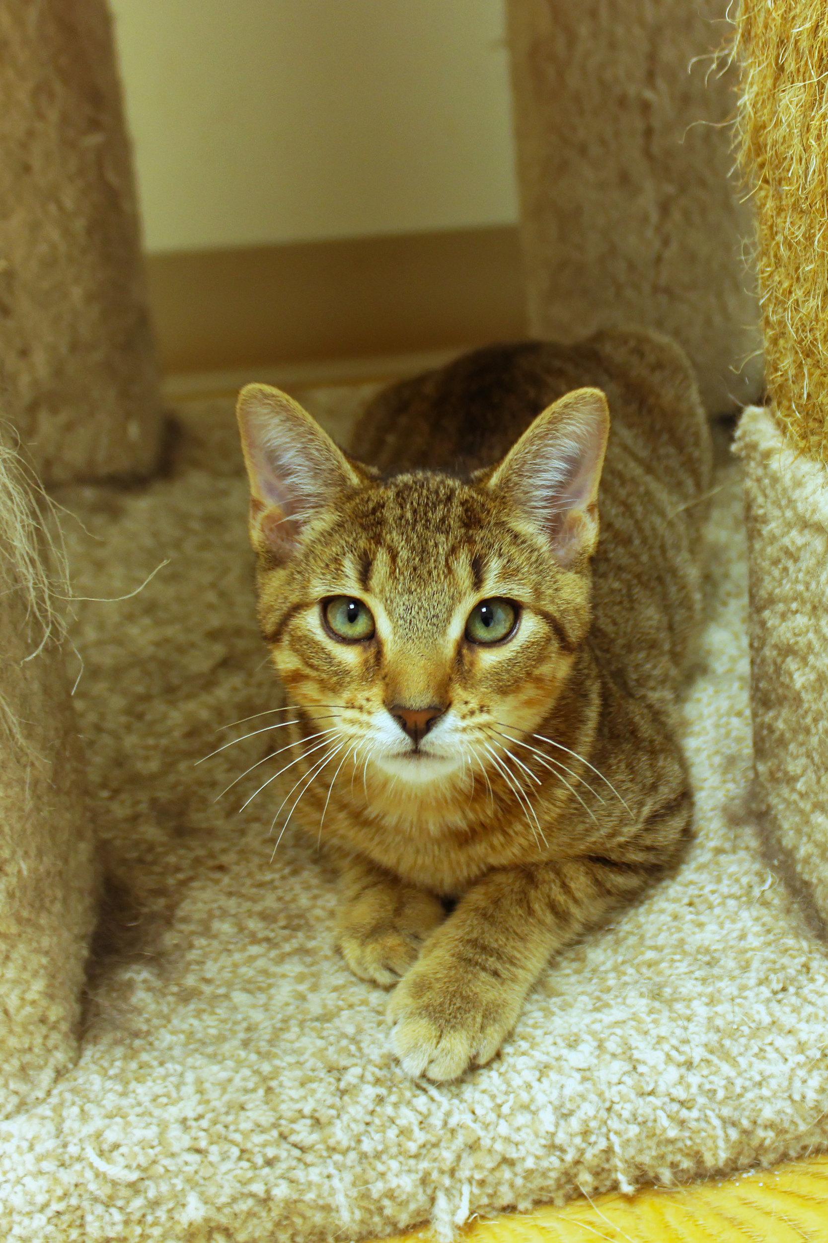 Enlarge Quake, a ADOPTABLE Domestic Short Hair in Urbana, OH image 3/6