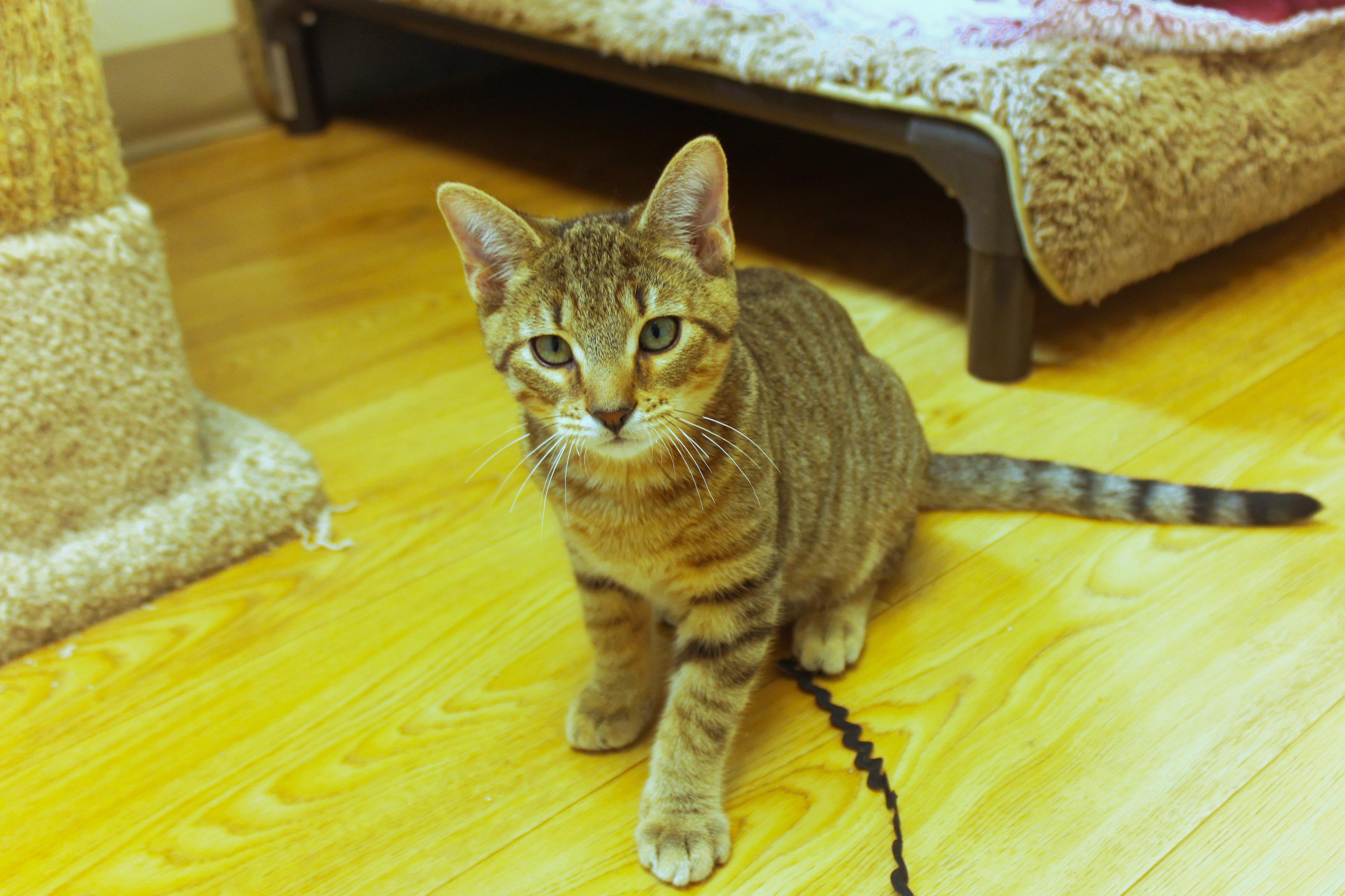 Enlarge Quake, a ADOPTABLE Domestic Short Hair in Urbana, OH image 1/6