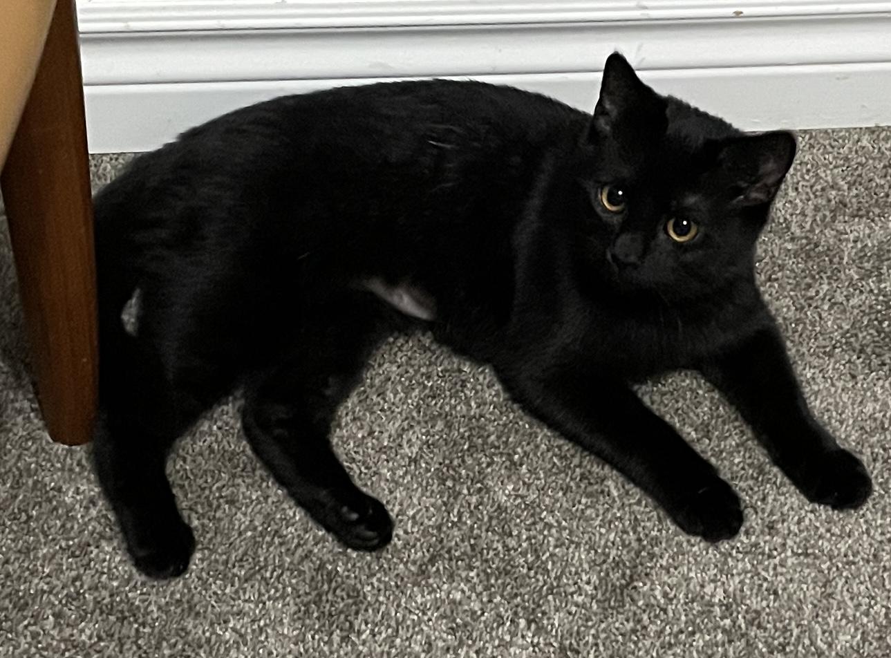 Enlarge Poe, an adopted Domestic Short Hair in BURNABY, BC image 1/1