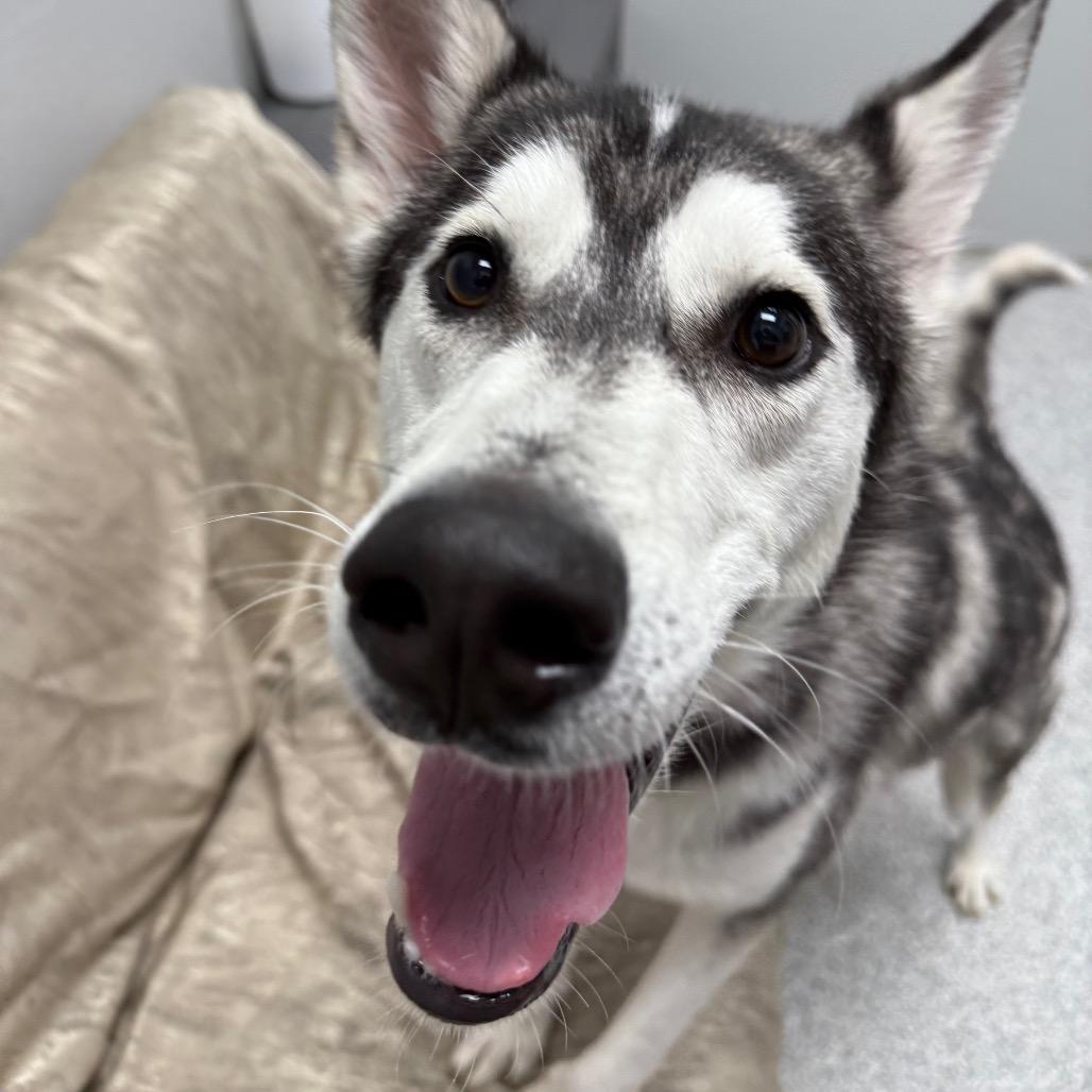 Enlarge Husk, a ADOPTABLE Siberian Husky in Monticello, IA image 3/6