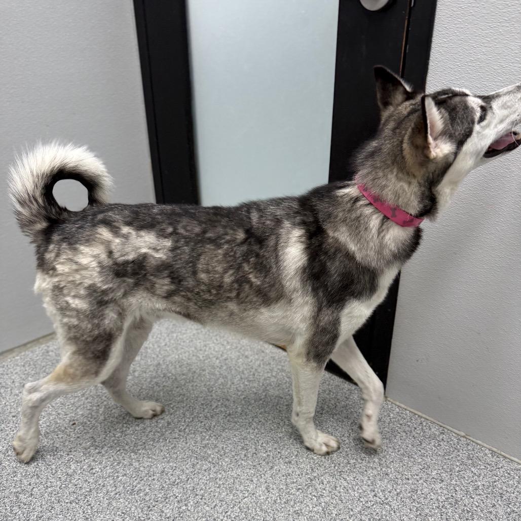 Enlarge Husk, a ADOPTABLE Siberian Husky in Monticello, IA image 6/6