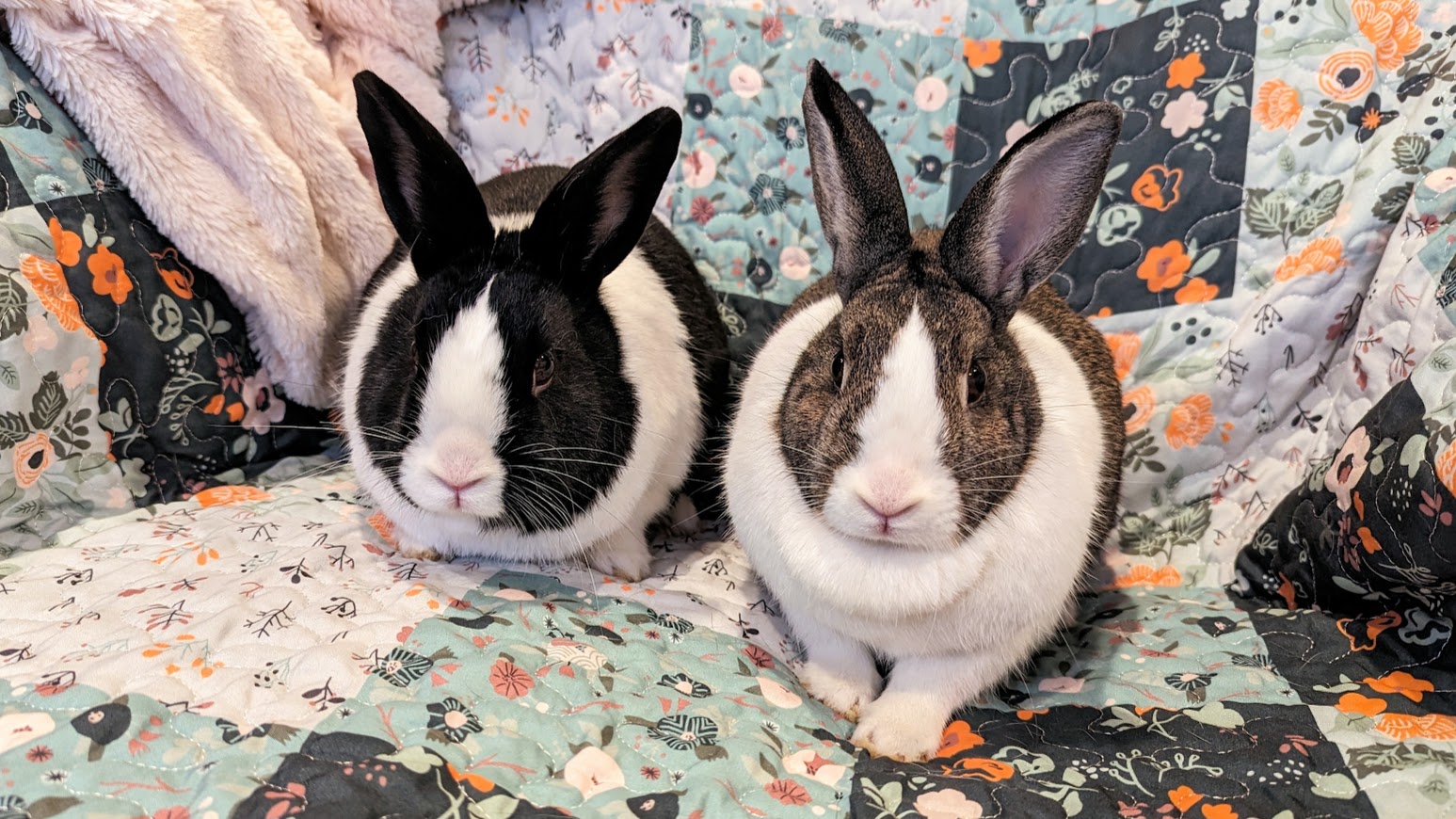 Flopsy and Bopsy, Adult Female unknown