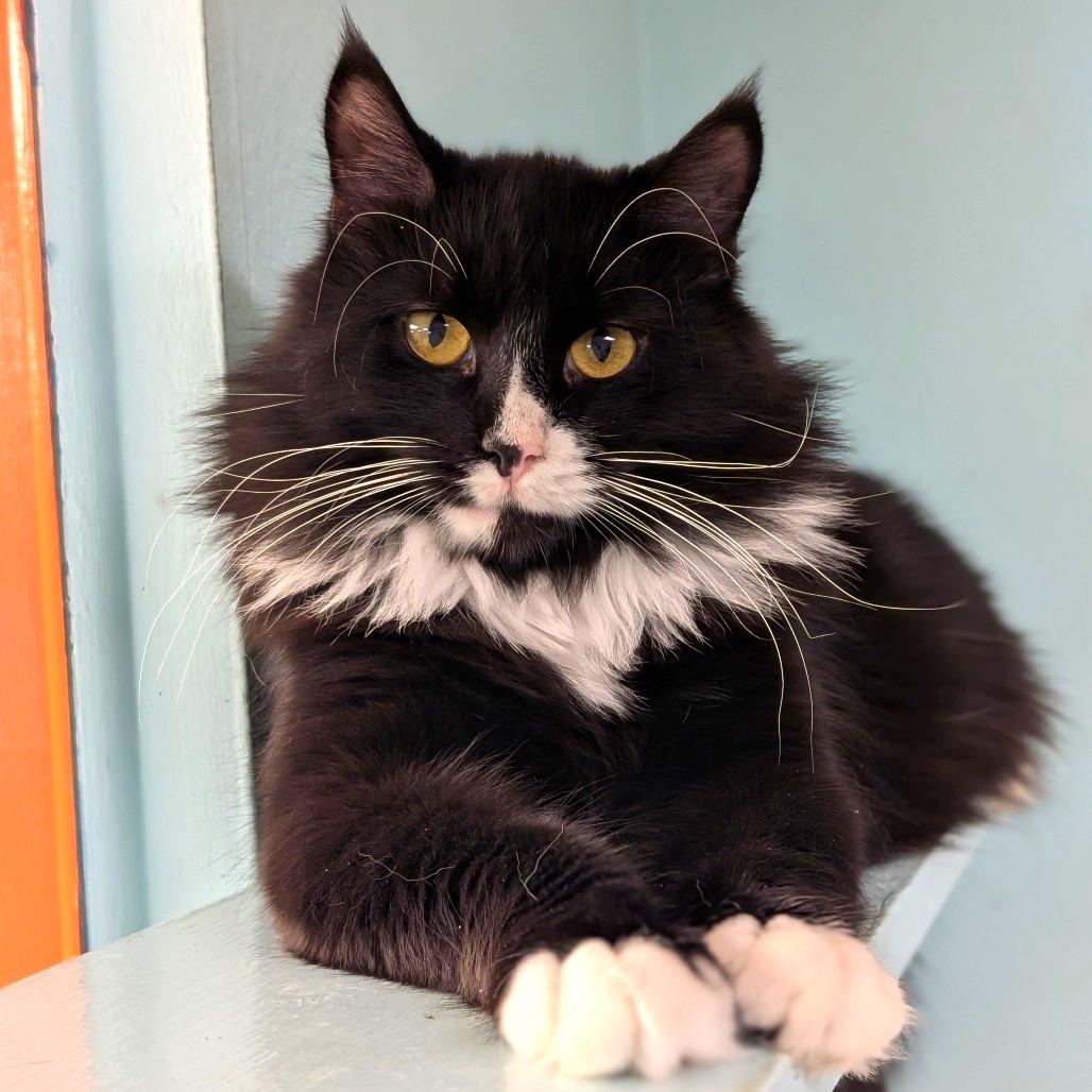 Checkers, Adoptable, Young Male Domestic Long Hair.