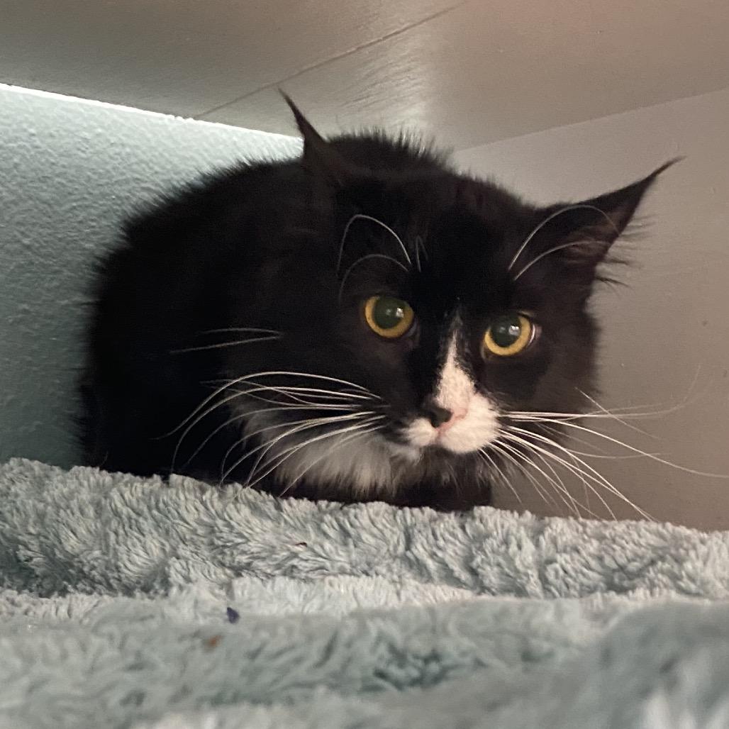 Checkers, Adoptable, Young Male Domestic Long Hair.