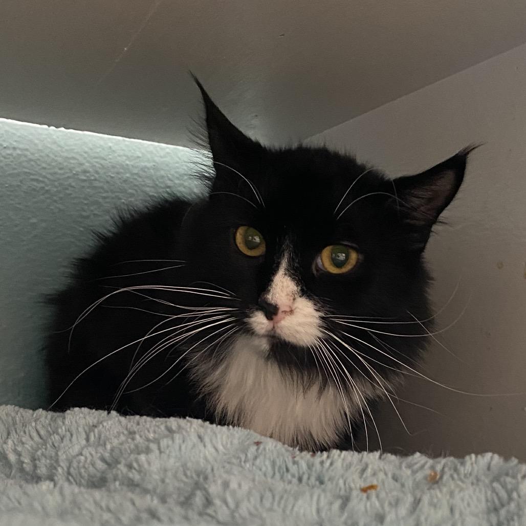 Enlarge Checkers, a Adoptable Domestic Long Hair in Spokane, WA image 1/6