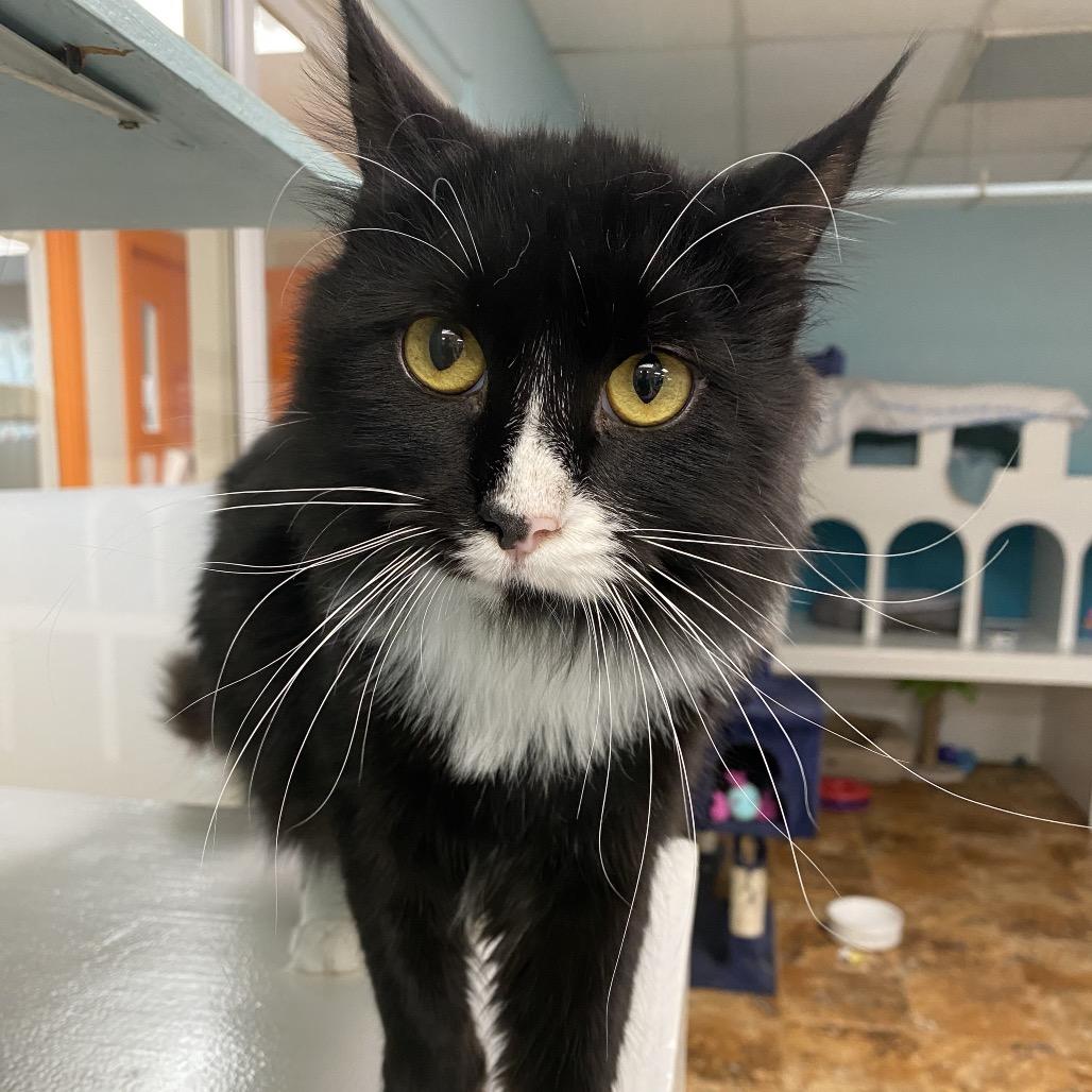 Enlarge Checkers, a Adoptable Domestic Long Hair in Spokane, WA image 2/6