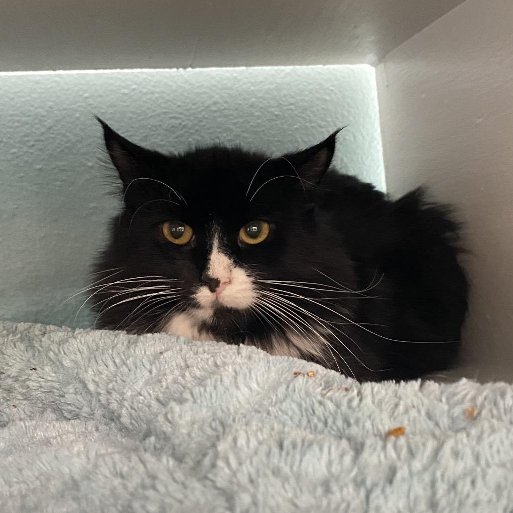 Enlarge Checkers, a Adoptable Domestic Long Hair in Spokane, WA image 3/6