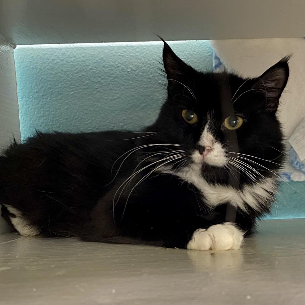 Checkers, Adoptable, Young Male Domestic Long Hair.