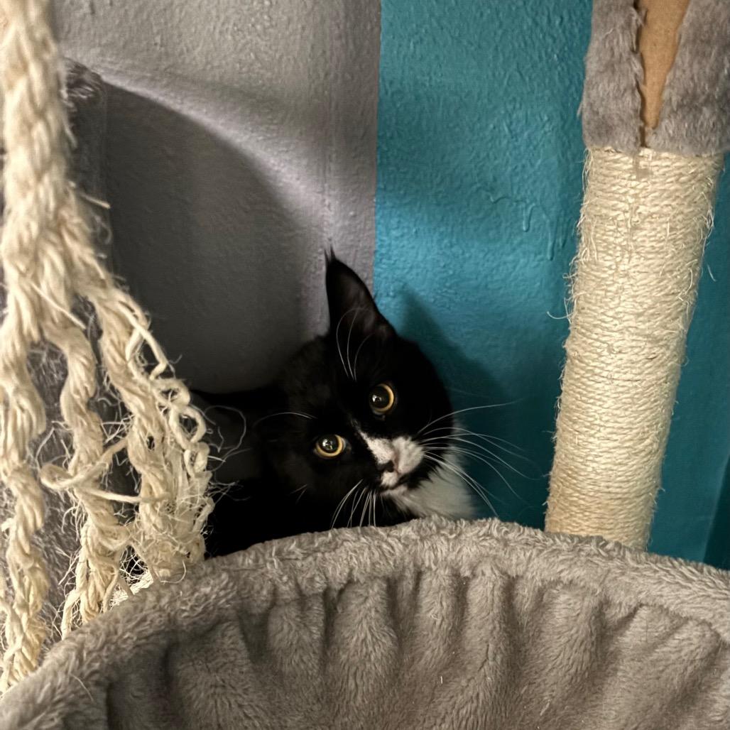 Checkers, Adoptable, Young Male Domestic Long Hair.