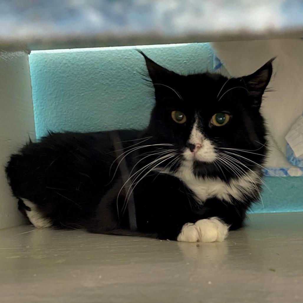 Enlarge Checkers, a Adoptable Domestic Long Hair in Spokane, WA image 3/3