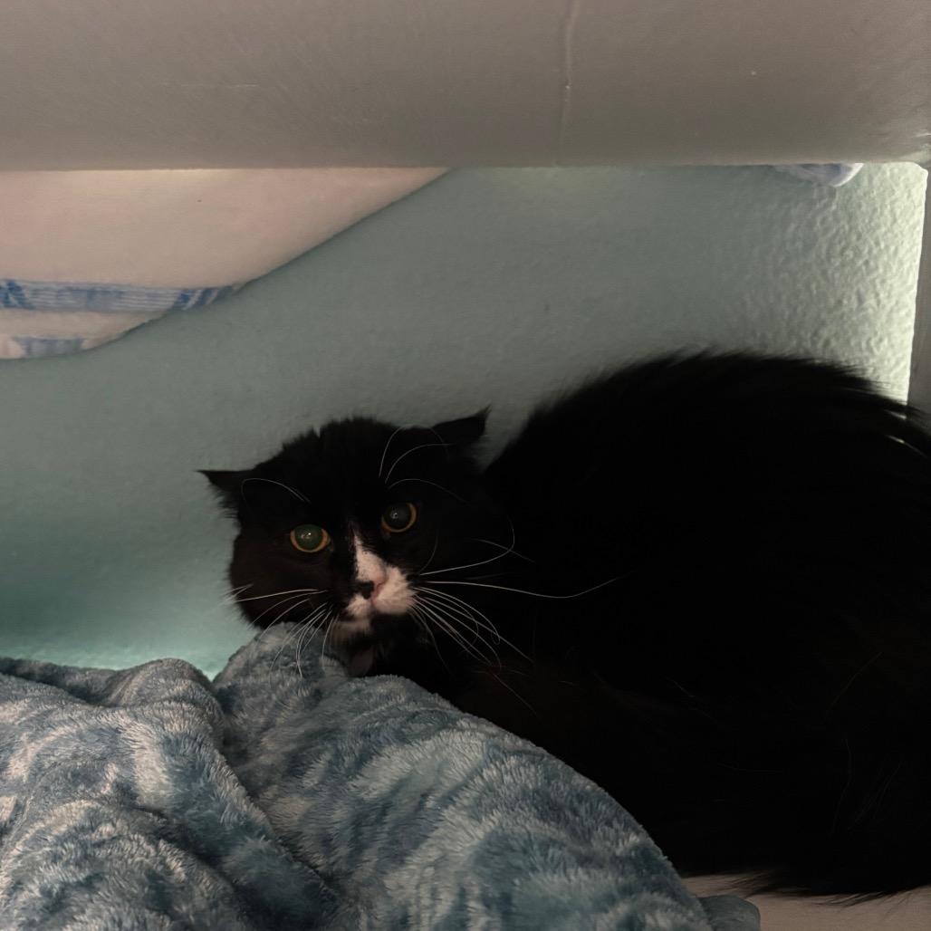 Enlarge Checkers, a Adoptable Domestic Long Hair in Spokane, WA image 2/2