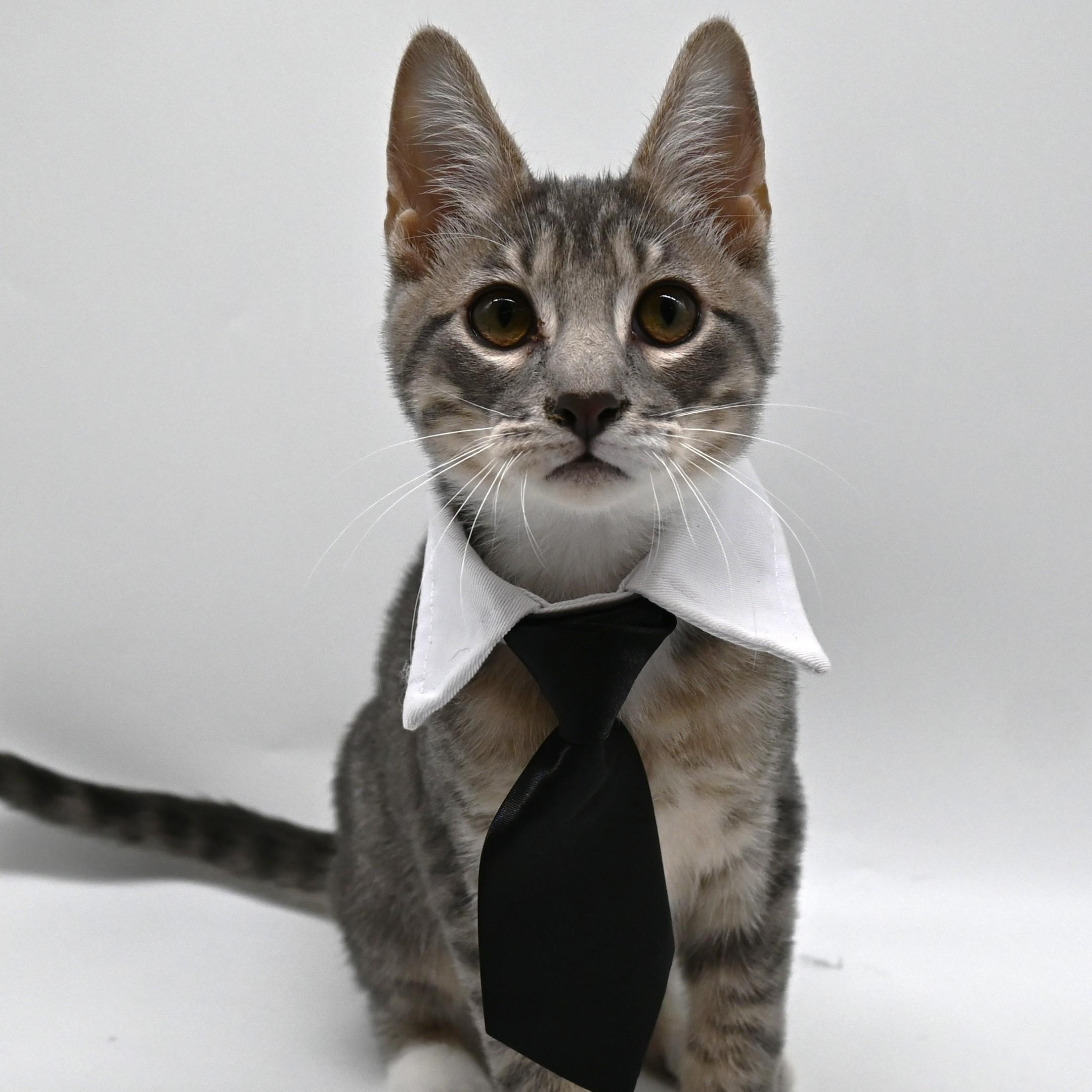 Enlarge Smokey, an adoptable mixed breed in South Amboy, NJ image 1/6