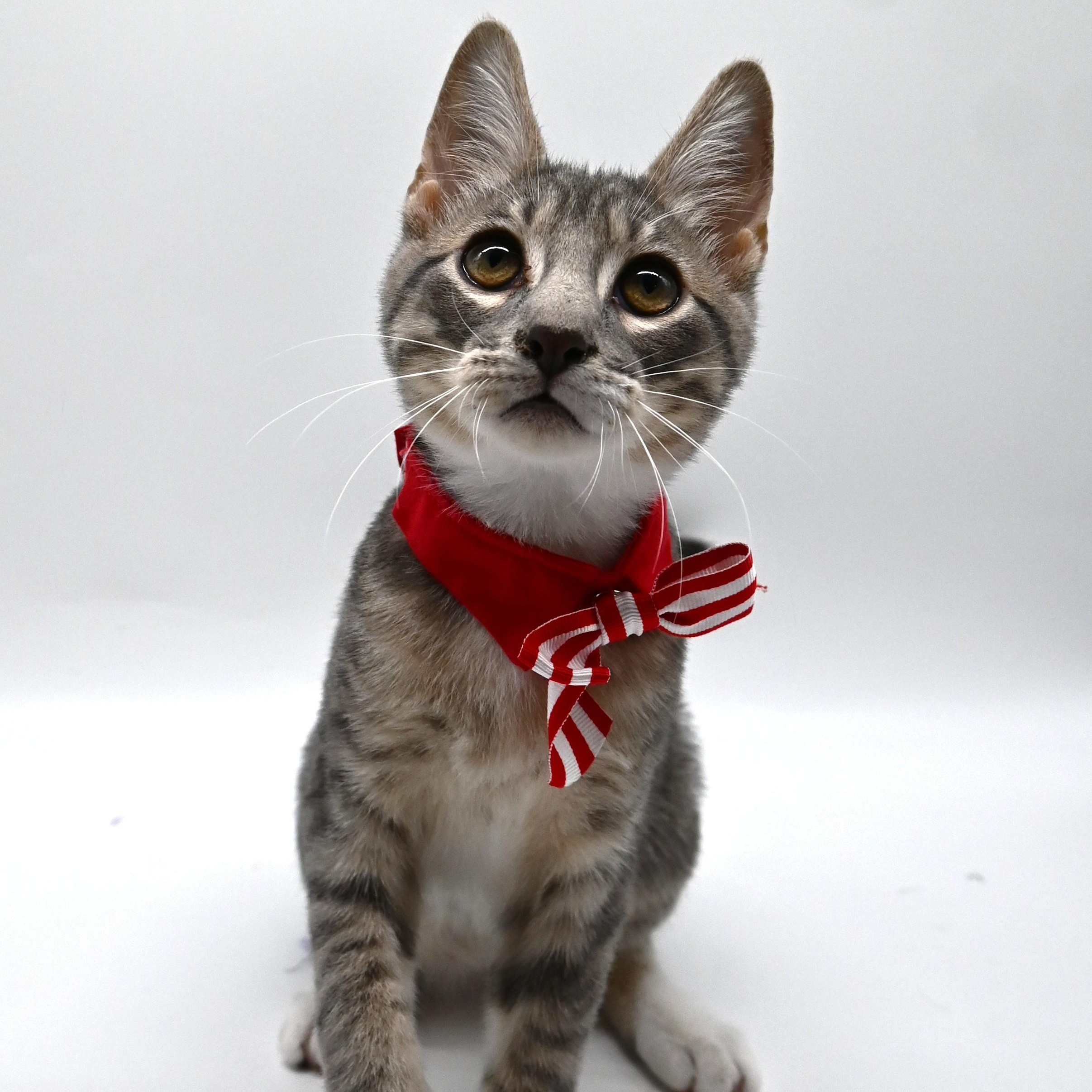 Enlarge Smokey, an adoptable mixed breed in South Amboy, NJ image 2/6