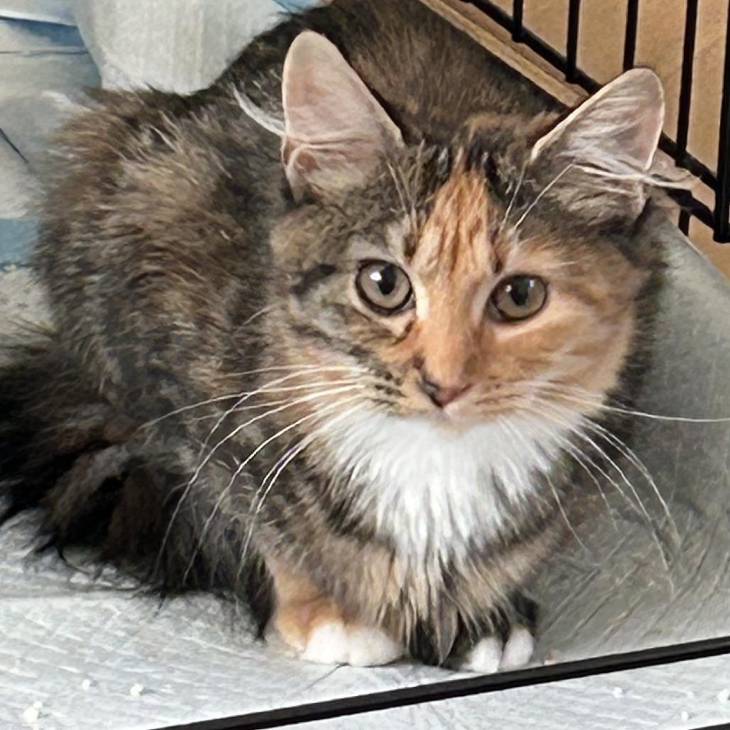 Moonie, Adoptable, Adult Female Domestic Short Hair.