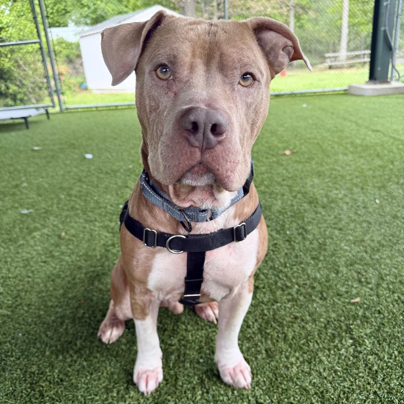 Rye Guy, a ADOPTABLE mixed breed in Eatontown, NJ image 3/5