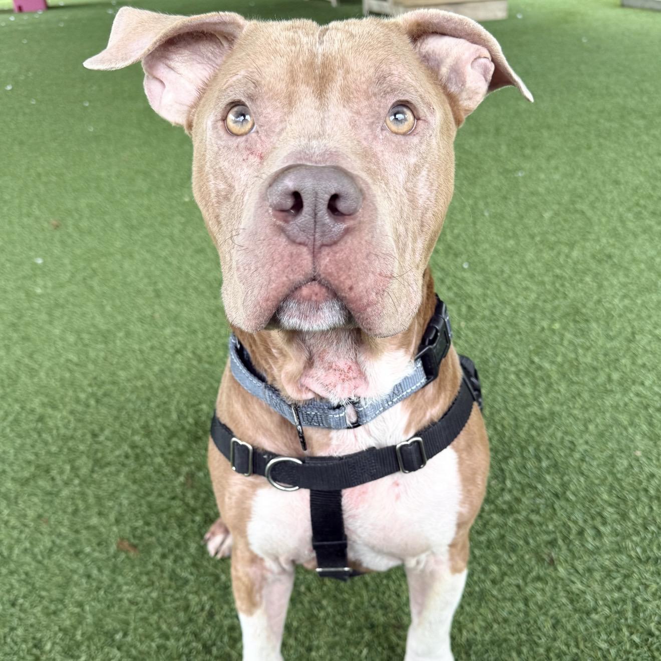 Rye Guy, a ADOPTABLE mixed breed in Eatontown, NJ image 5/5