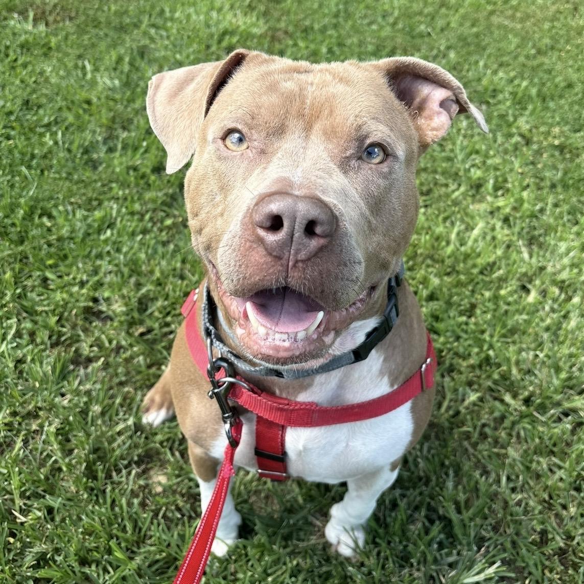 Rye Guy, Adoptable, Adult Male Pit Bull Terrier.