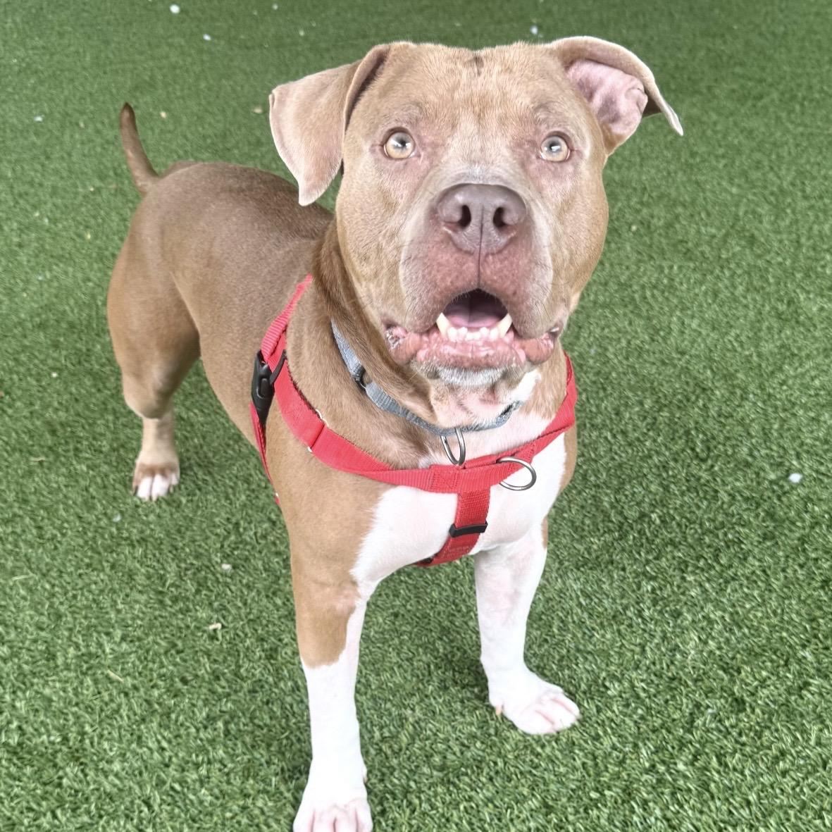 Enlarge Rye Guy, a Adoptable mixed breed in Eatontown, NJ image 5/6