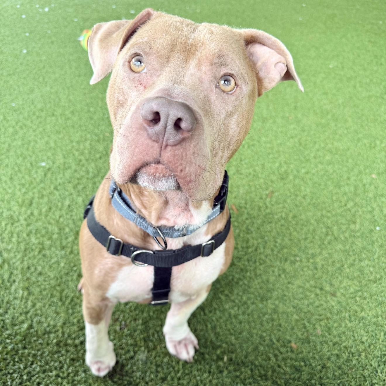 Rye Guy, a ADOPTABLE mixed breed in Eatontown, NJ image 2/5