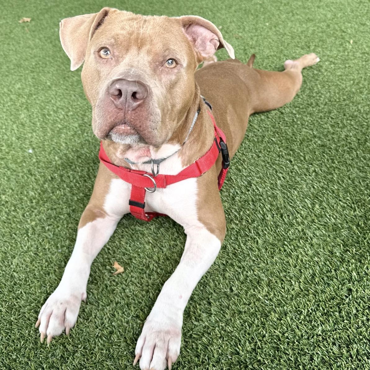Enlarge Rye Guy, a Adoptable mixed breed in Eatontown, NJ image 6/6