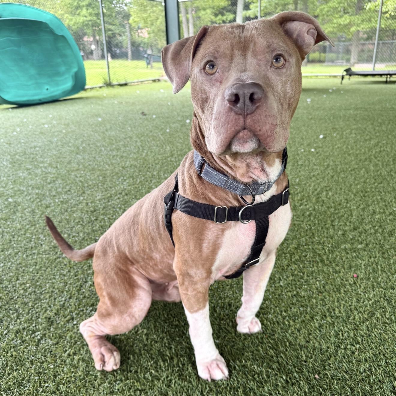 Rye Guy, a ADOPTABLE mixed breed in Eatontown, NJ image 1/5