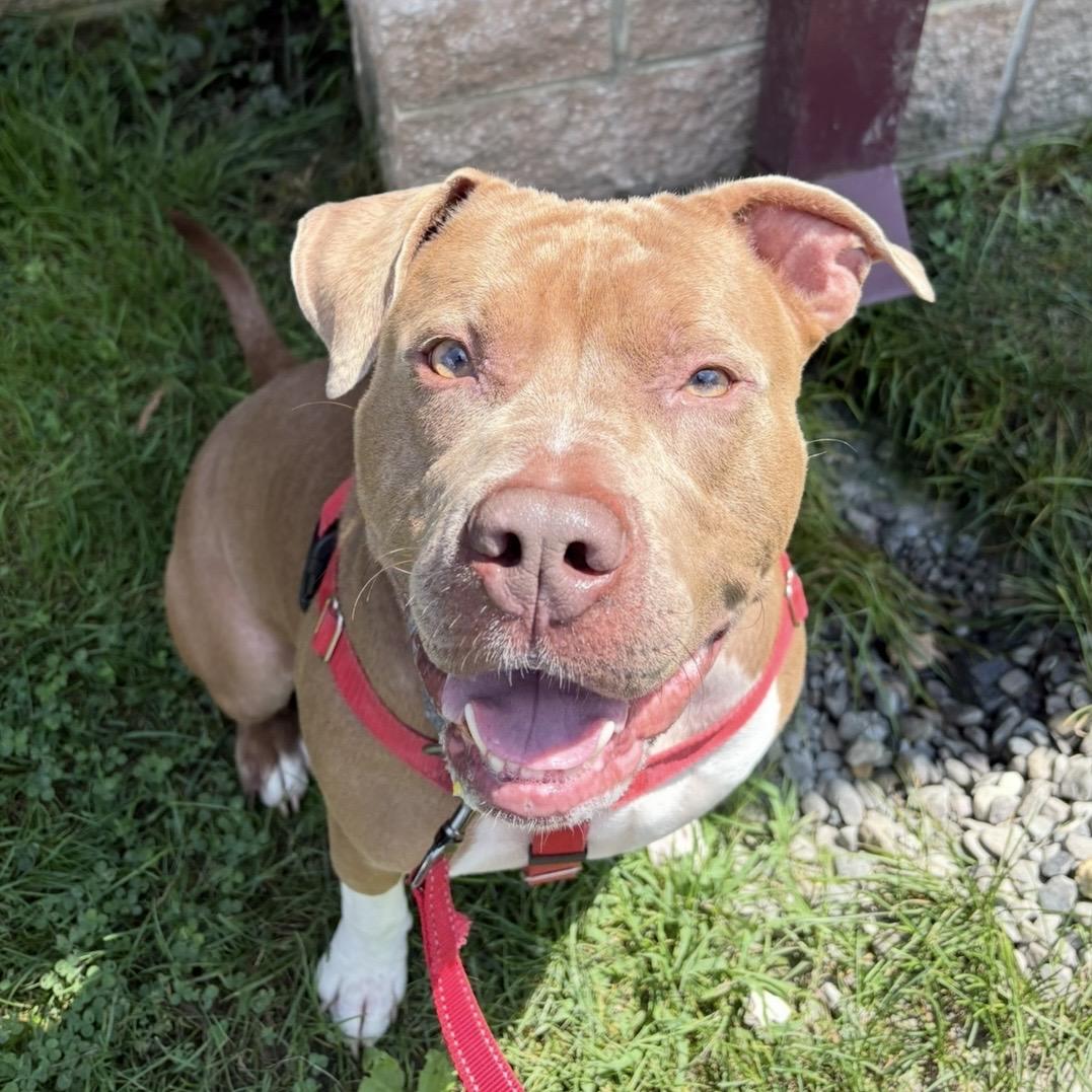 Enlarge Rye Guy, a Adoptable mixed breed in Eatontown, NJ image 2/6