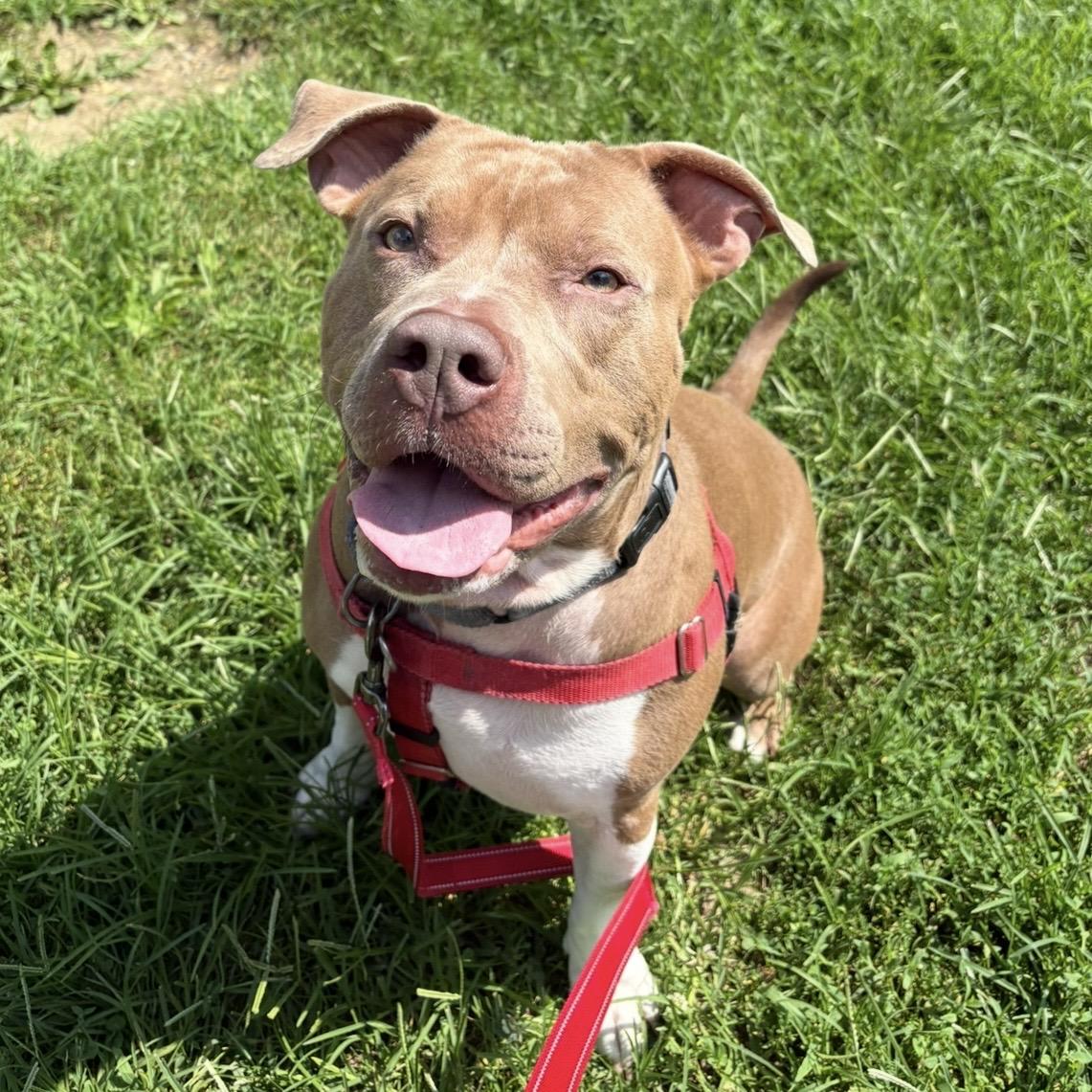 Enlarge Rye Guy, a Adoptable mixed breed in Eatontown, NJ image 3/6