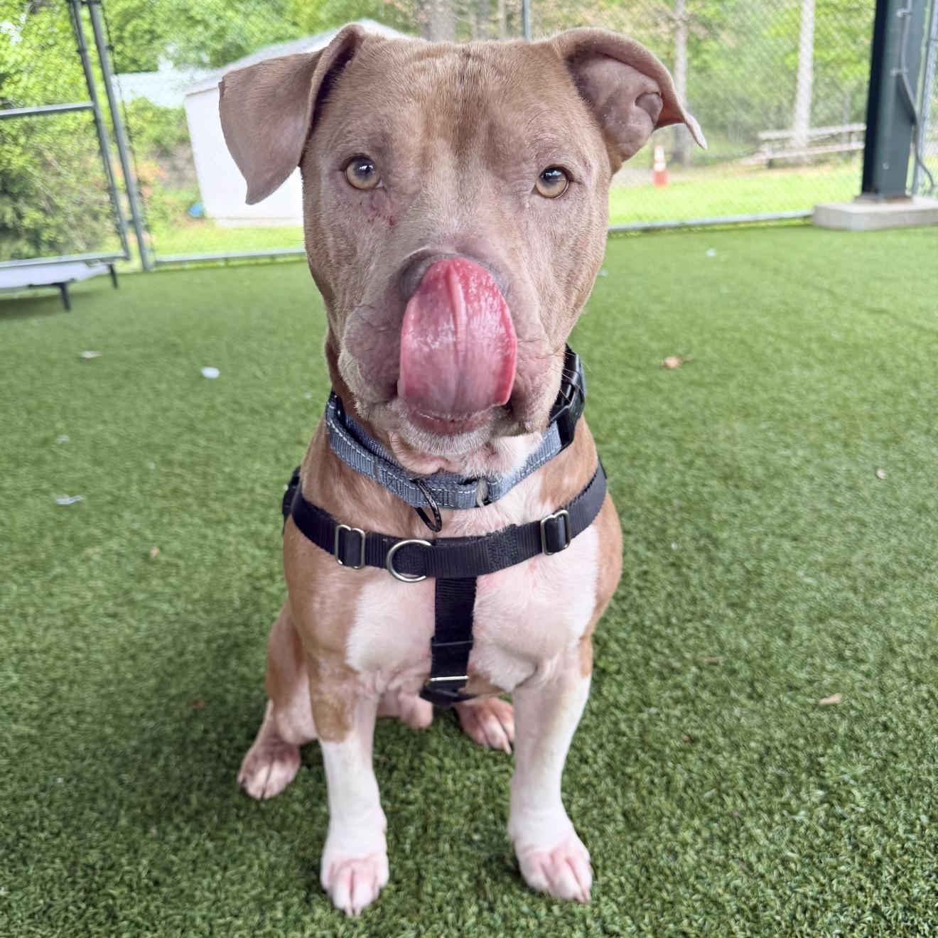 Rye Guy, a ADOPTABLE mixed breed in Eatontown, NJ image 4/5