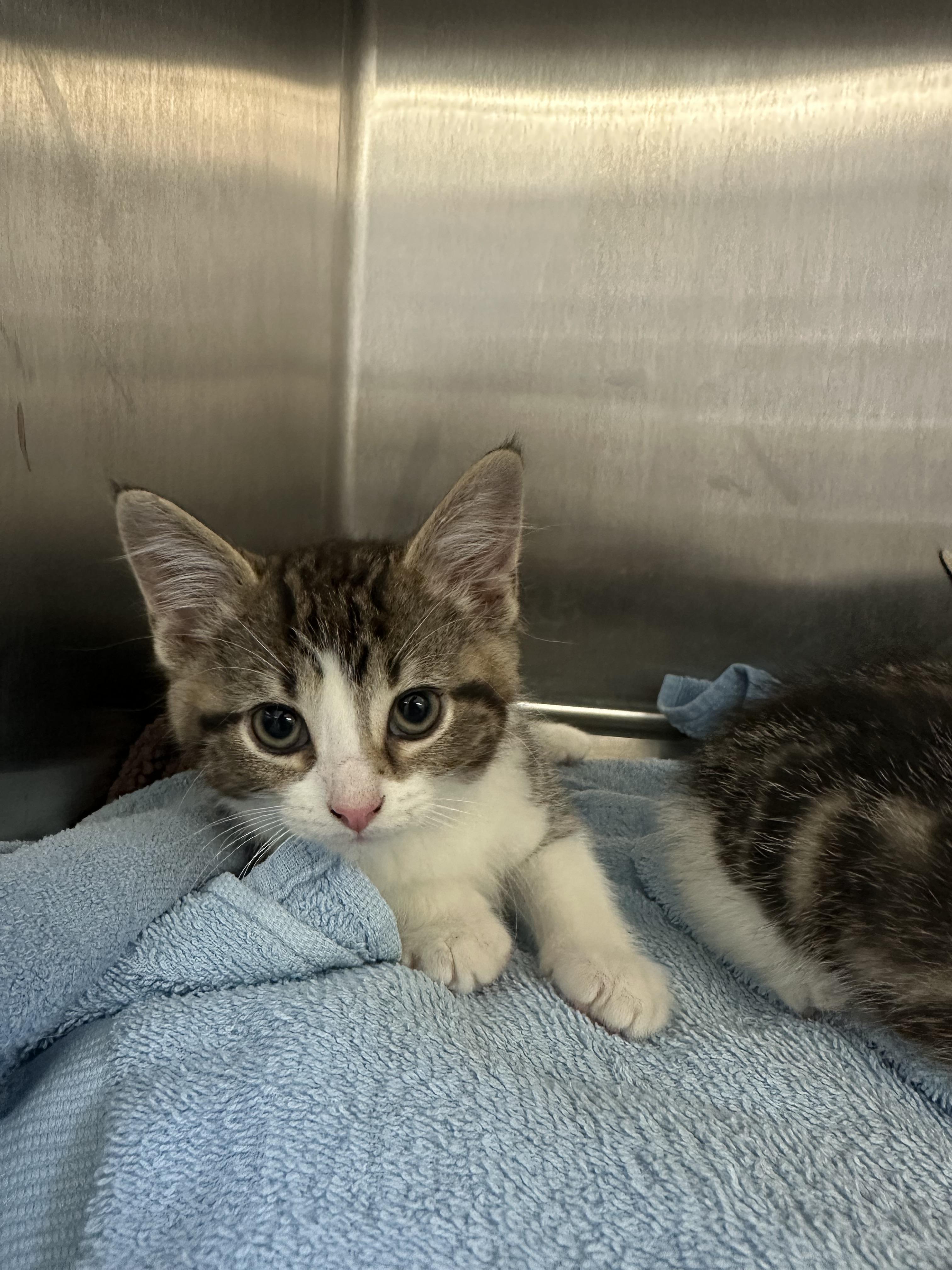 Enlarge Gandalf, a Adopted Domestic Short Hair in Grand Rapids, MI image 1/3