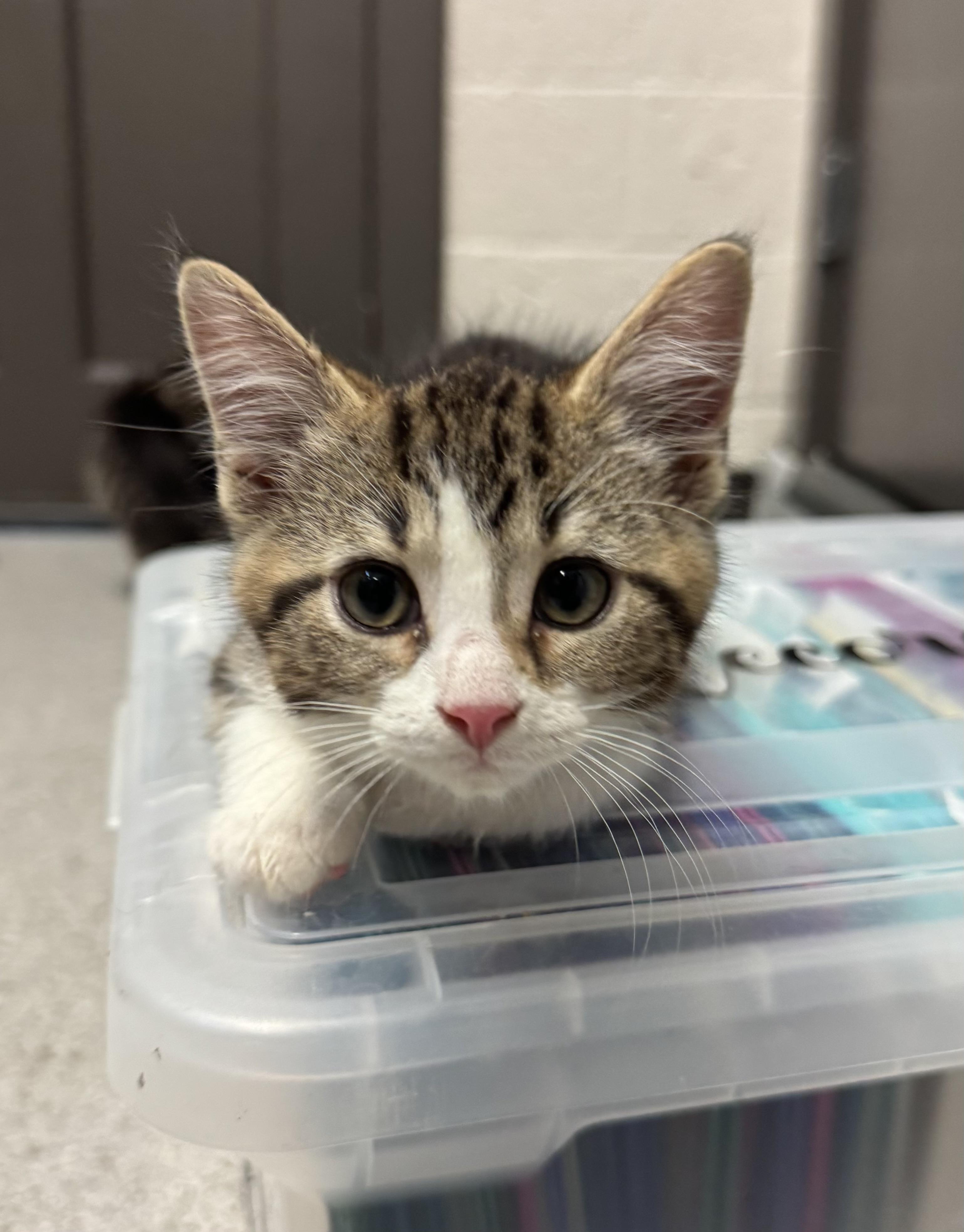 Enlarge Gandalf, a Adopted Domestic Short Hair in Grand Rapids, MI image 2/3