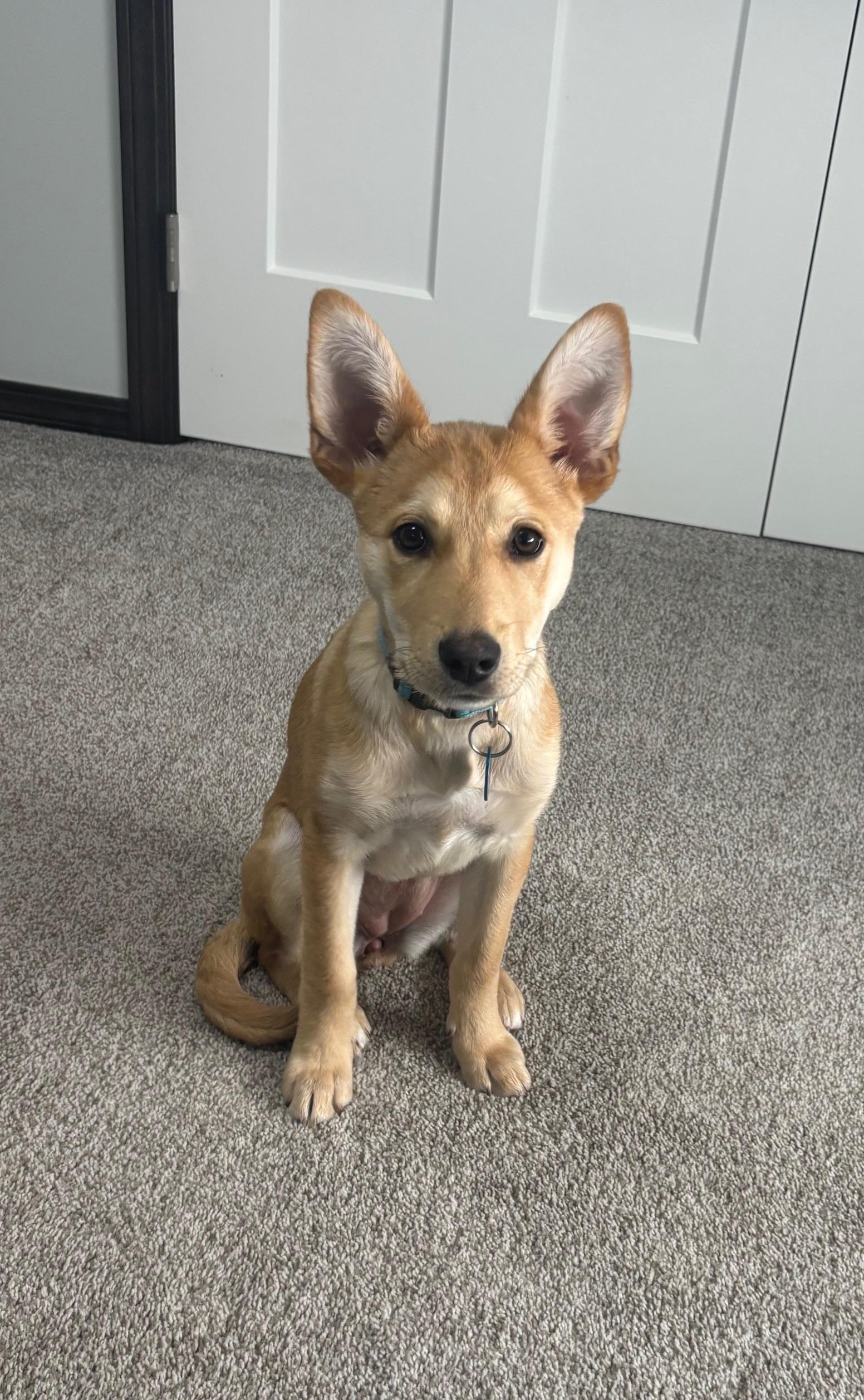 Enlarge Sophie, an adopted Mixed Breed in Sioux Falls, SD image 2/6