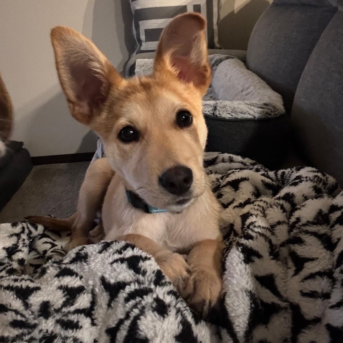 Enlarge Sophie, an adopted Mixed Breed in Sioux Falls, SD image 3/6