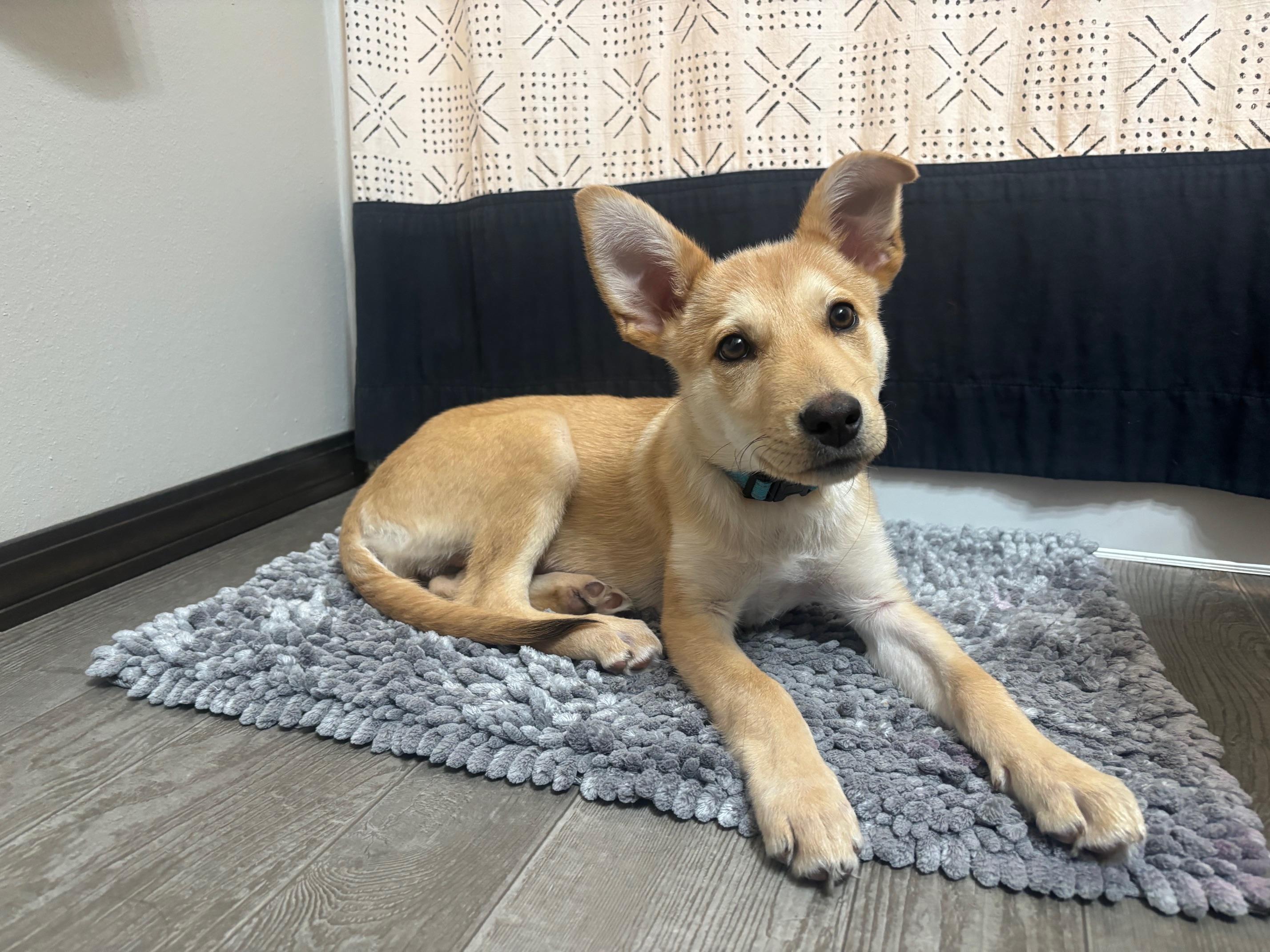 Enlarge Sophie, an adopted Mixed Breed in Sioux Falls, SD image 4/6