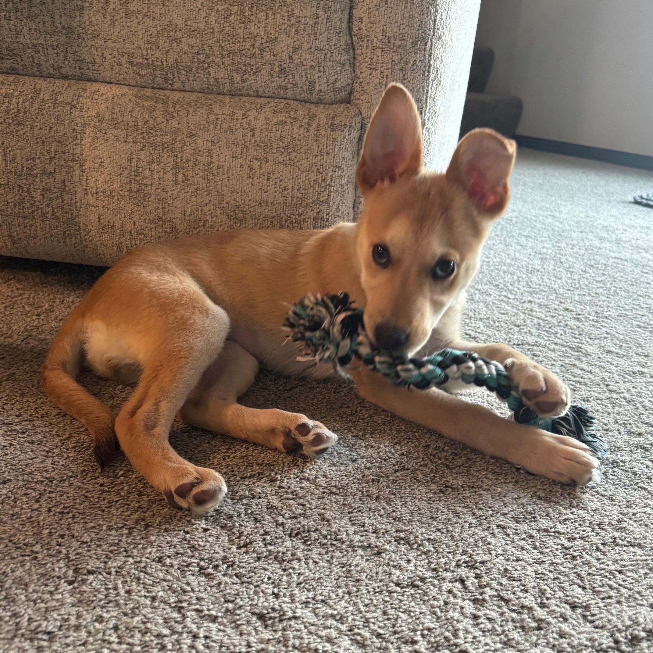 Enlarge Sophie, an adopted Mixed Breed in Sioux Falls, SD image 5/6