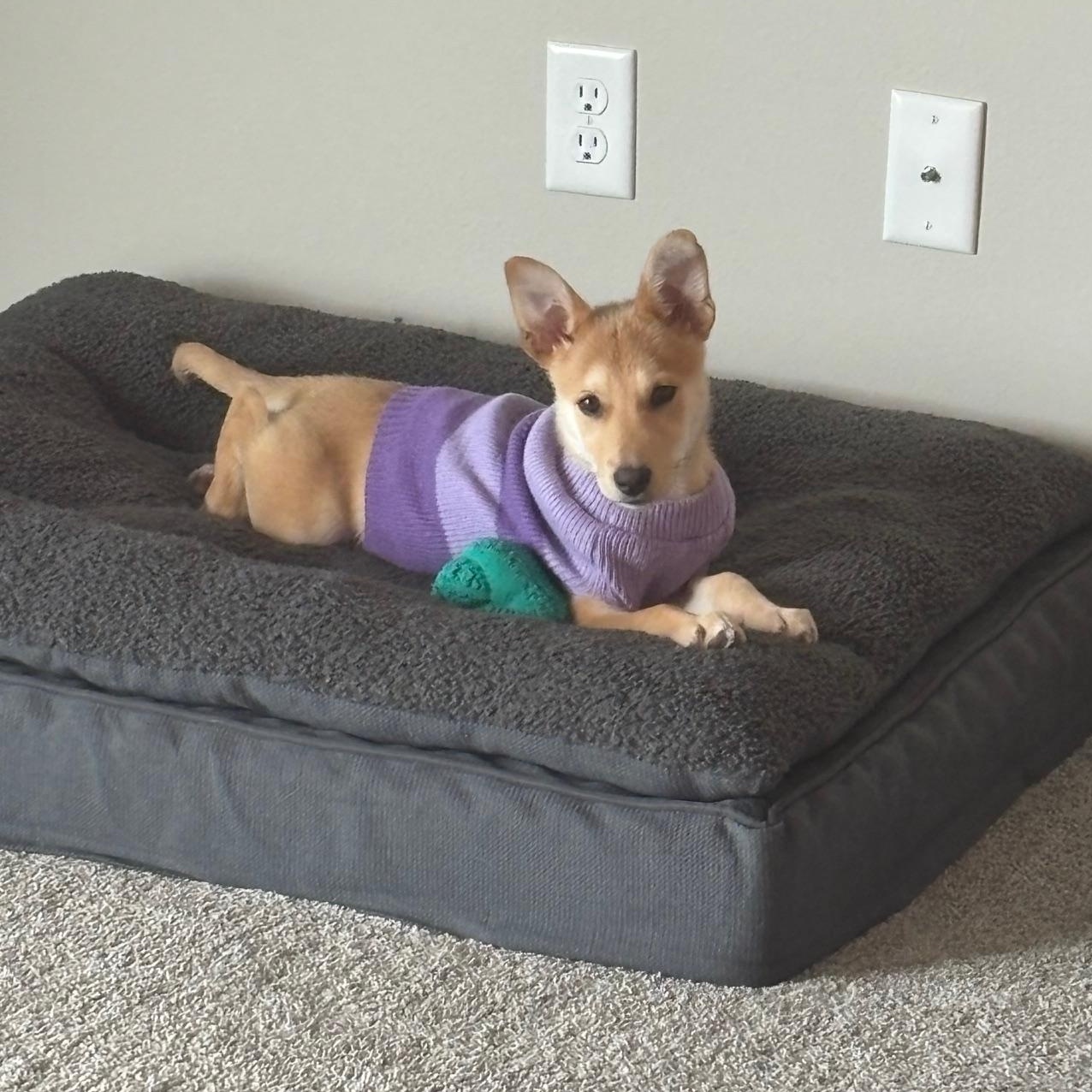 Enlarge Sophie, an adopted Mixed Breed in Sioux Falls, SD image 6/6