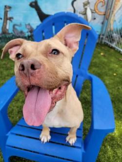 Sandy, Adoptable, Adult Female Mixed Breed & Mixed Breed.