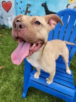 Enlarge Sandy, a Adoptable mixed breed in Savannah, GA image 2/3