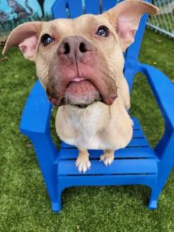 Enlarge Sandy, a Adoptable mixed breed in Savannah, GA image 3/3