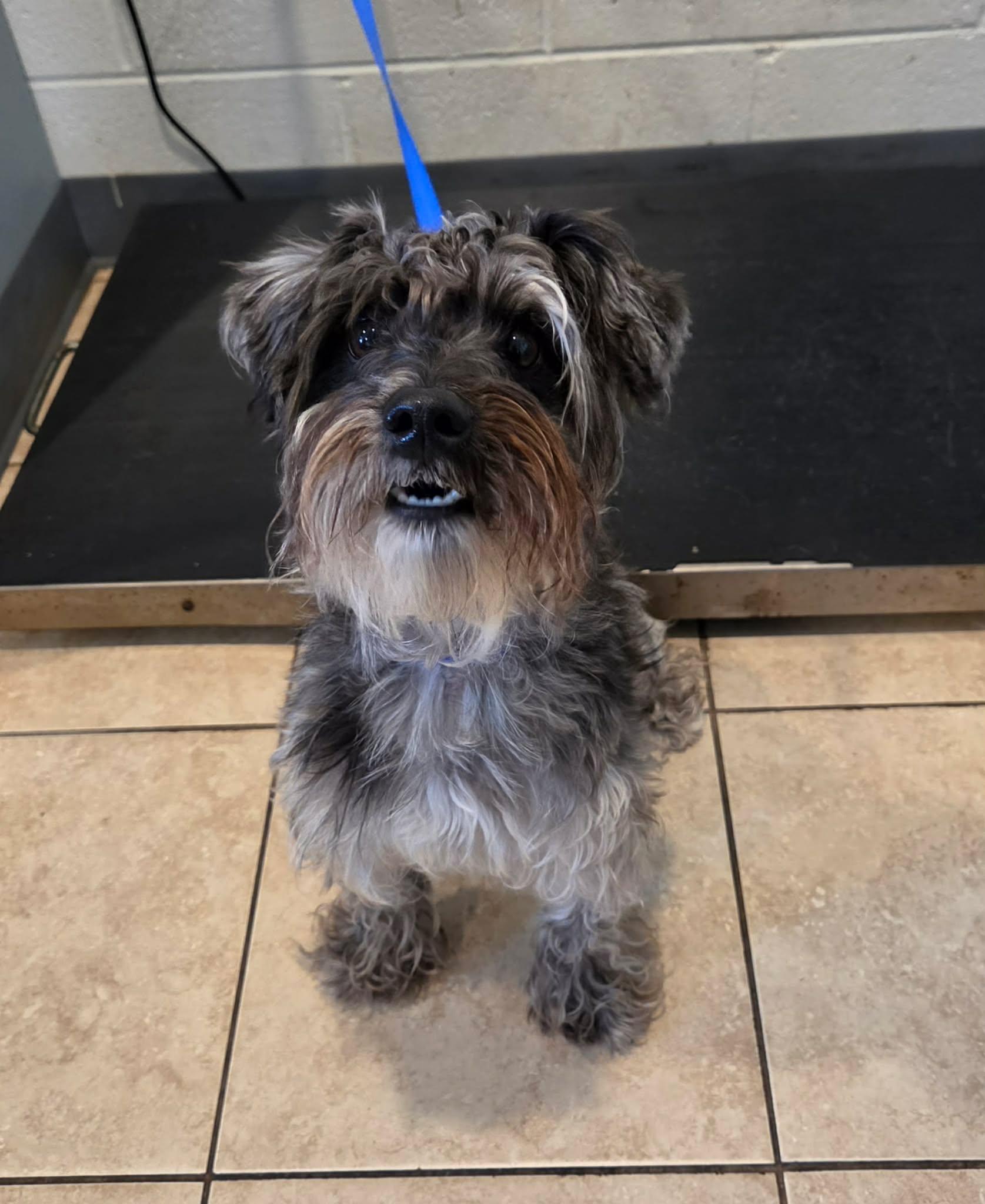 Enlarge Brownie, an adopted mixed breed in Sparta, WI image 1/1