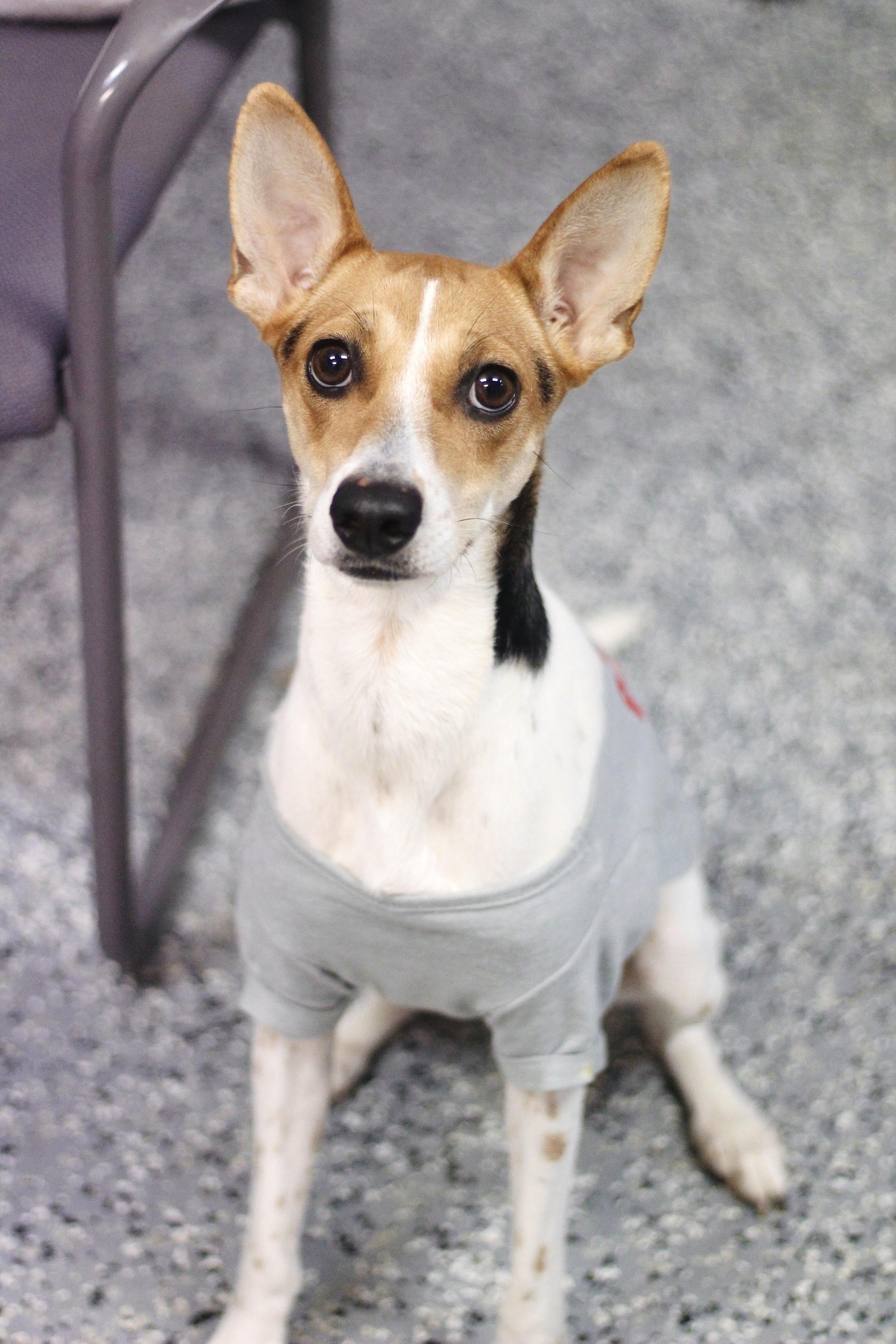 Enlarge Sherbet in NH! Come Meet our Adoptable Dogs Wednesday-Saturday. More info in Bio!, an adoptable mixed breed in Manchester, NH image 2/2