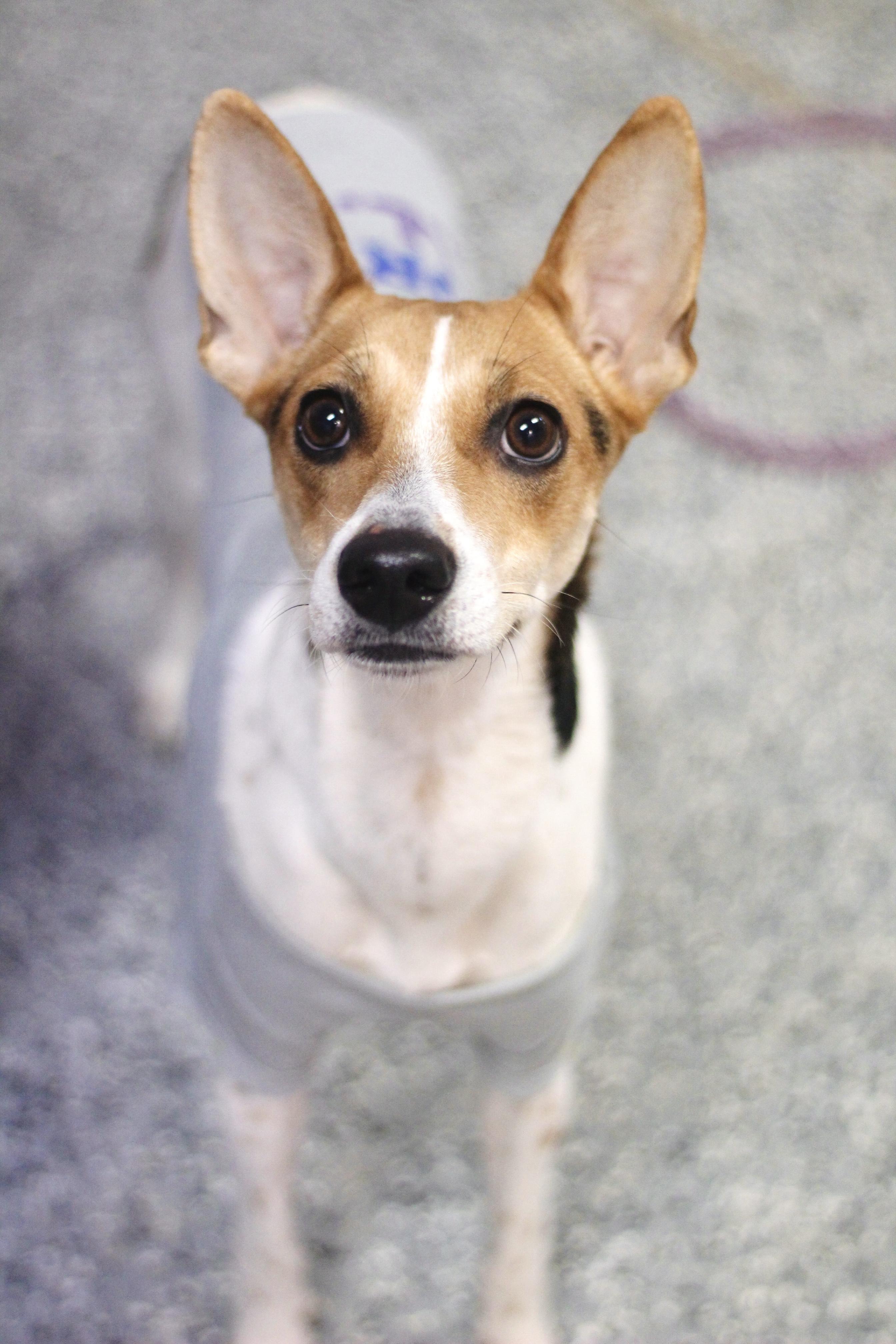 Sherbet in NH! Come Meet our Adoptable Dogs Wednesday-Saturday. More info in Bio!, adoptable, Adult Female Rat Terrier.